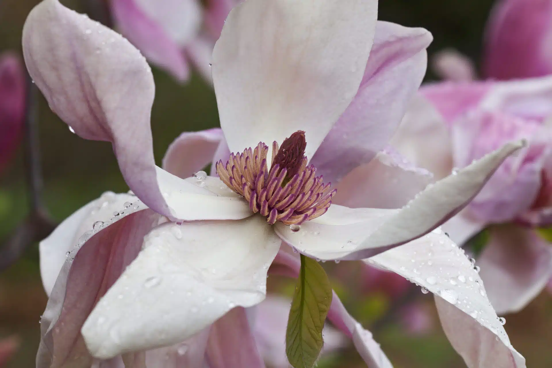 Magnolia ‘Daybreak’