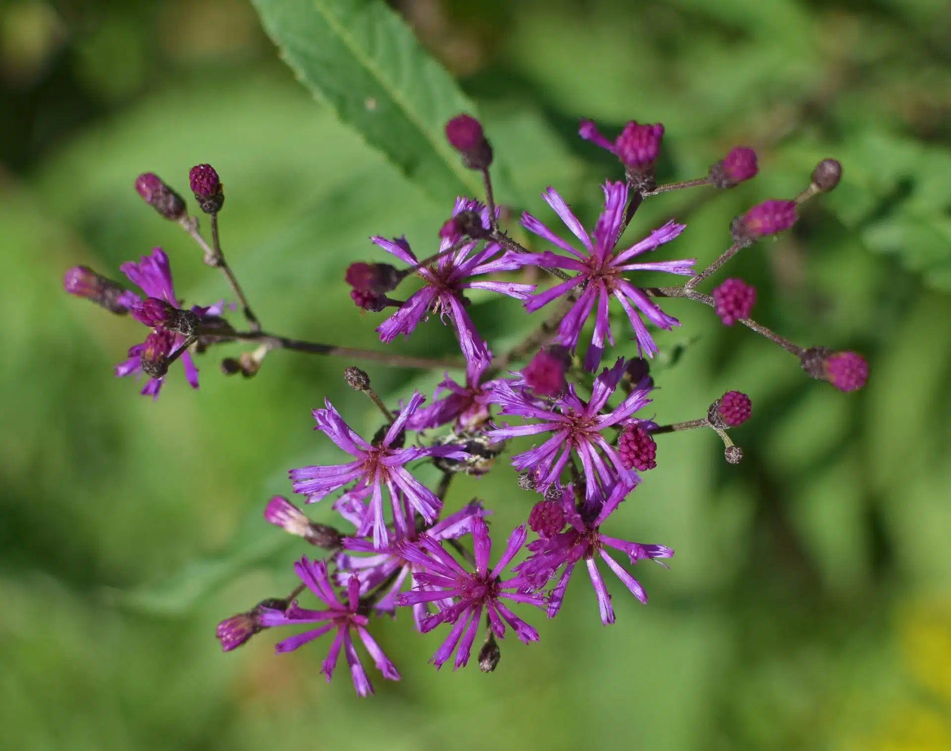 Ironweed