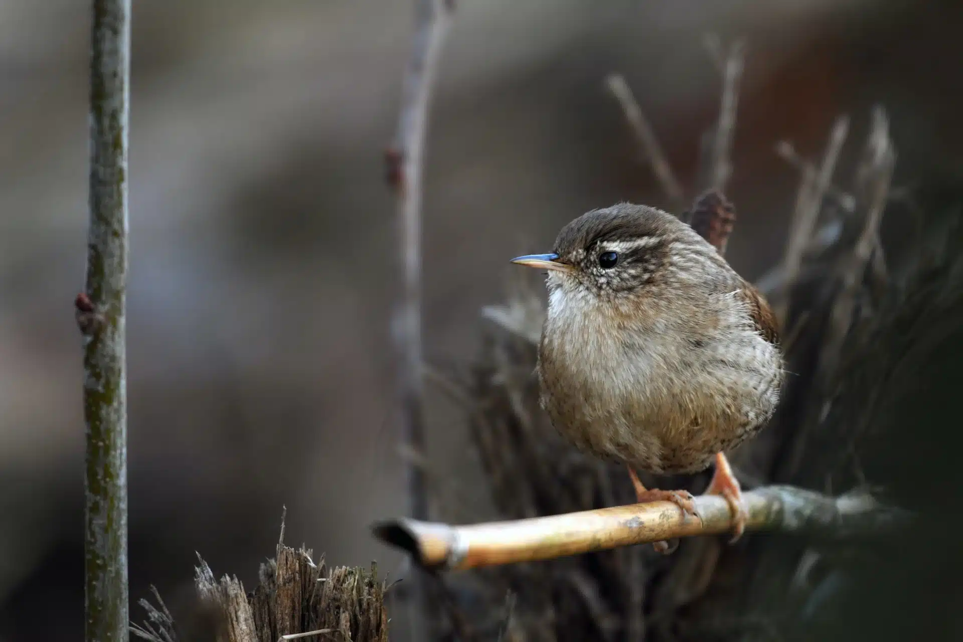 Winter Wren