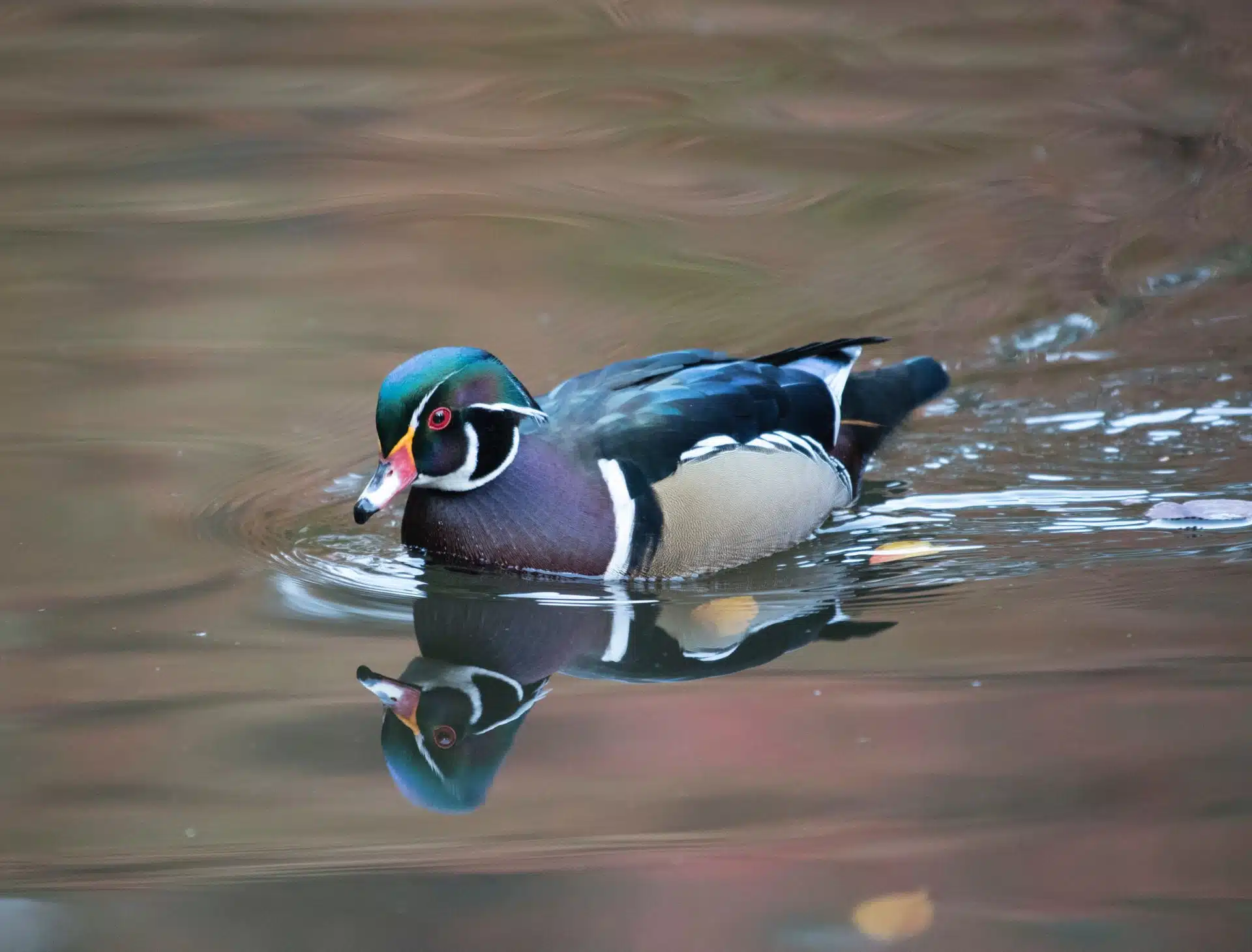 Wood Duck