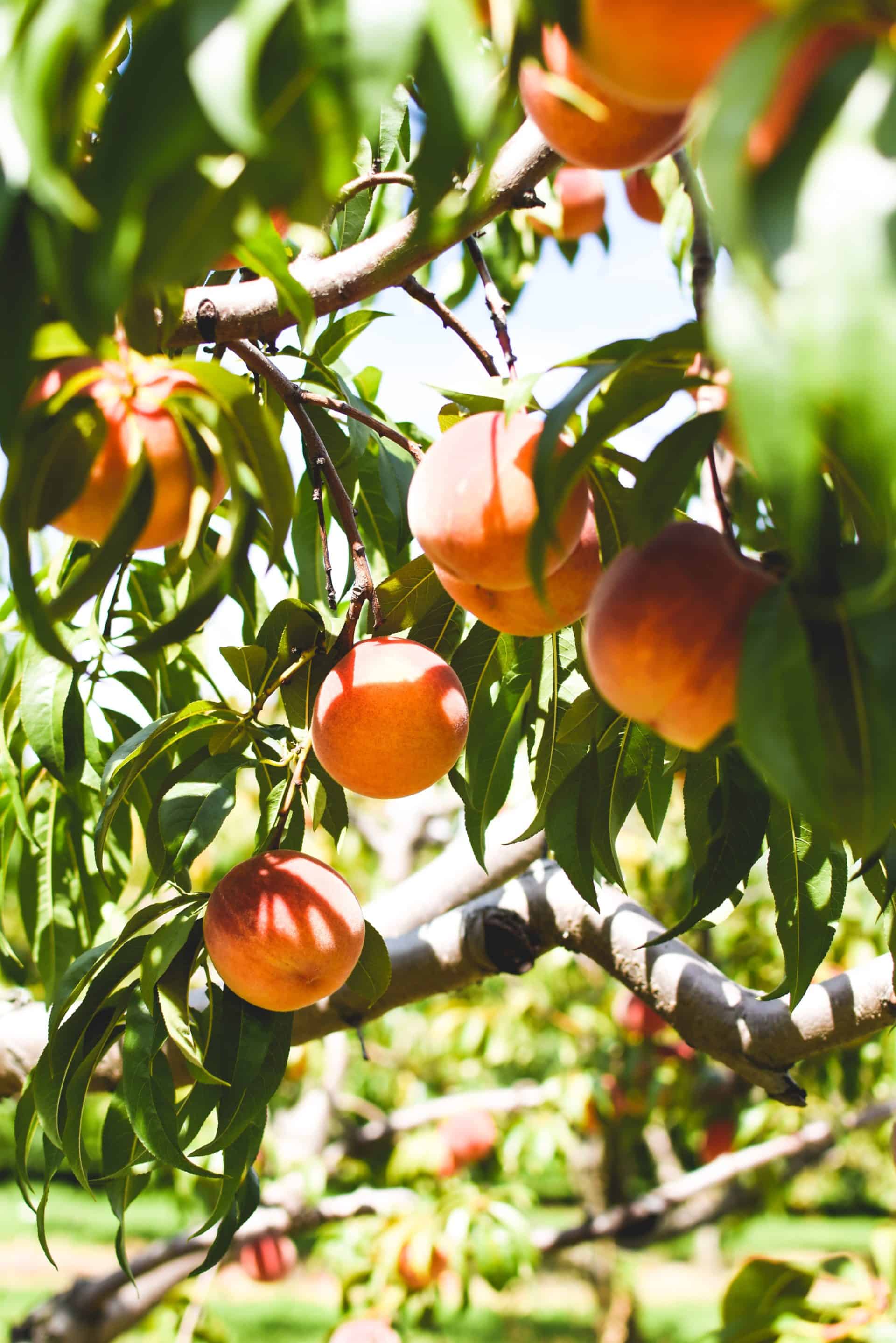 Persimmon