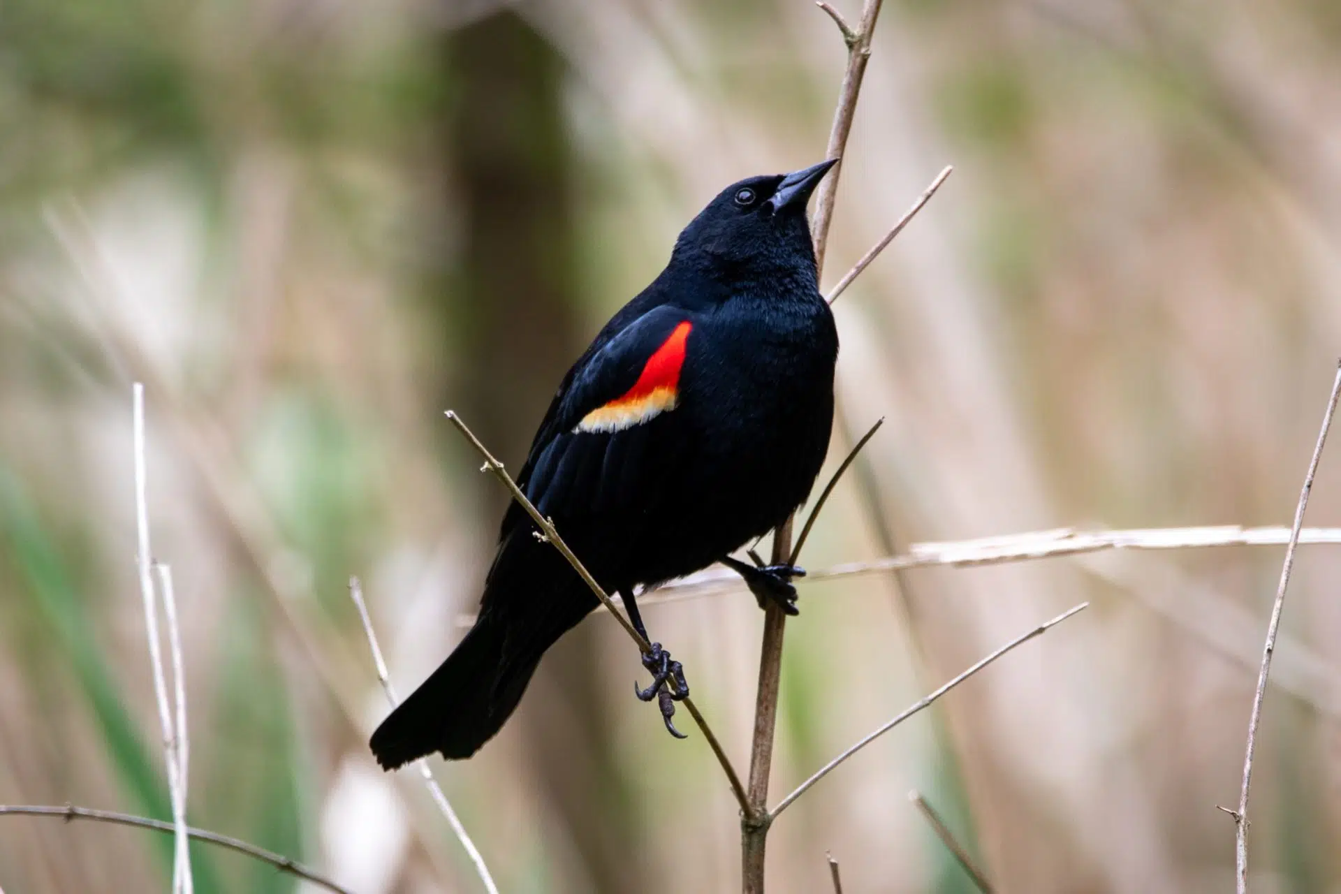 Red-winged Blackbird