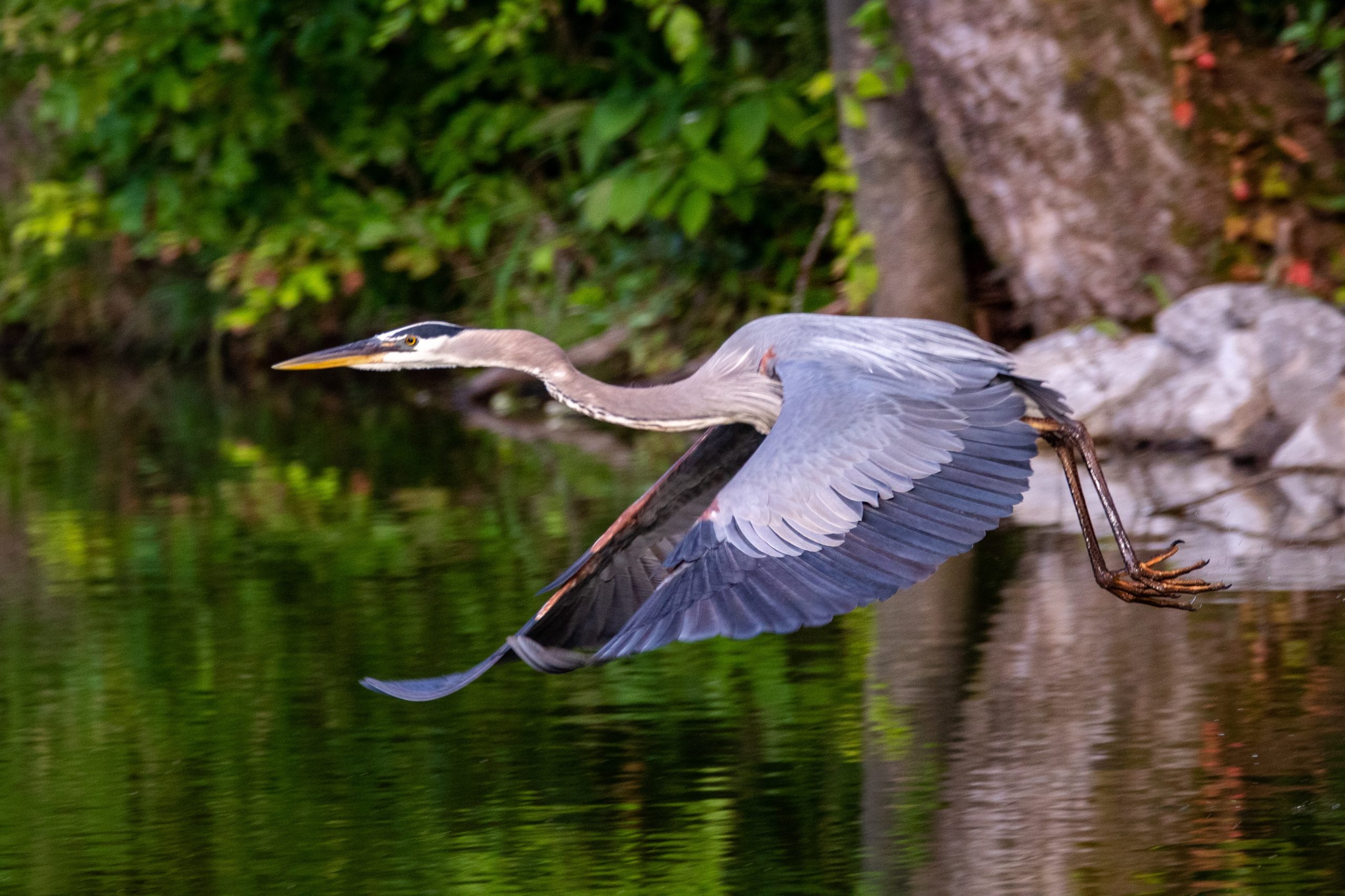 Great Blue Heron Great Blue Heron