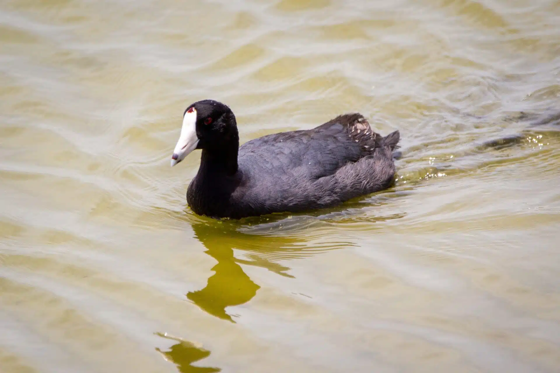 American Coot