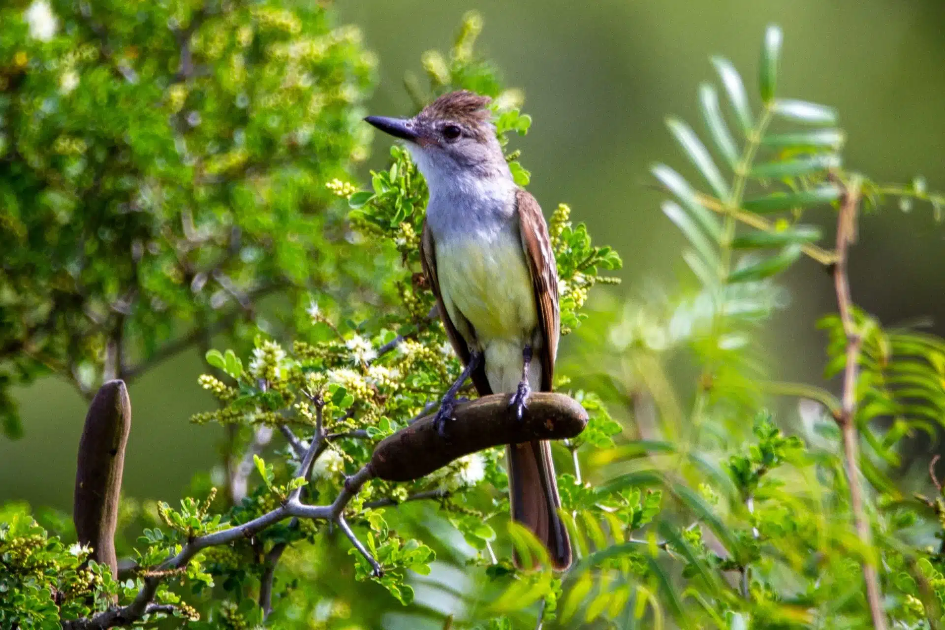 Great Crested Flycatcher