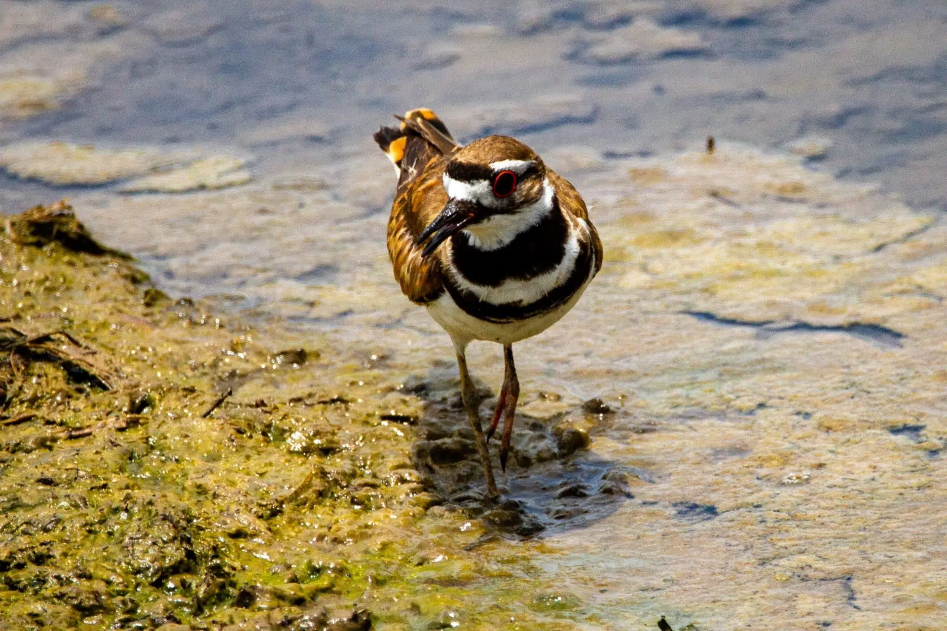 Killdeer