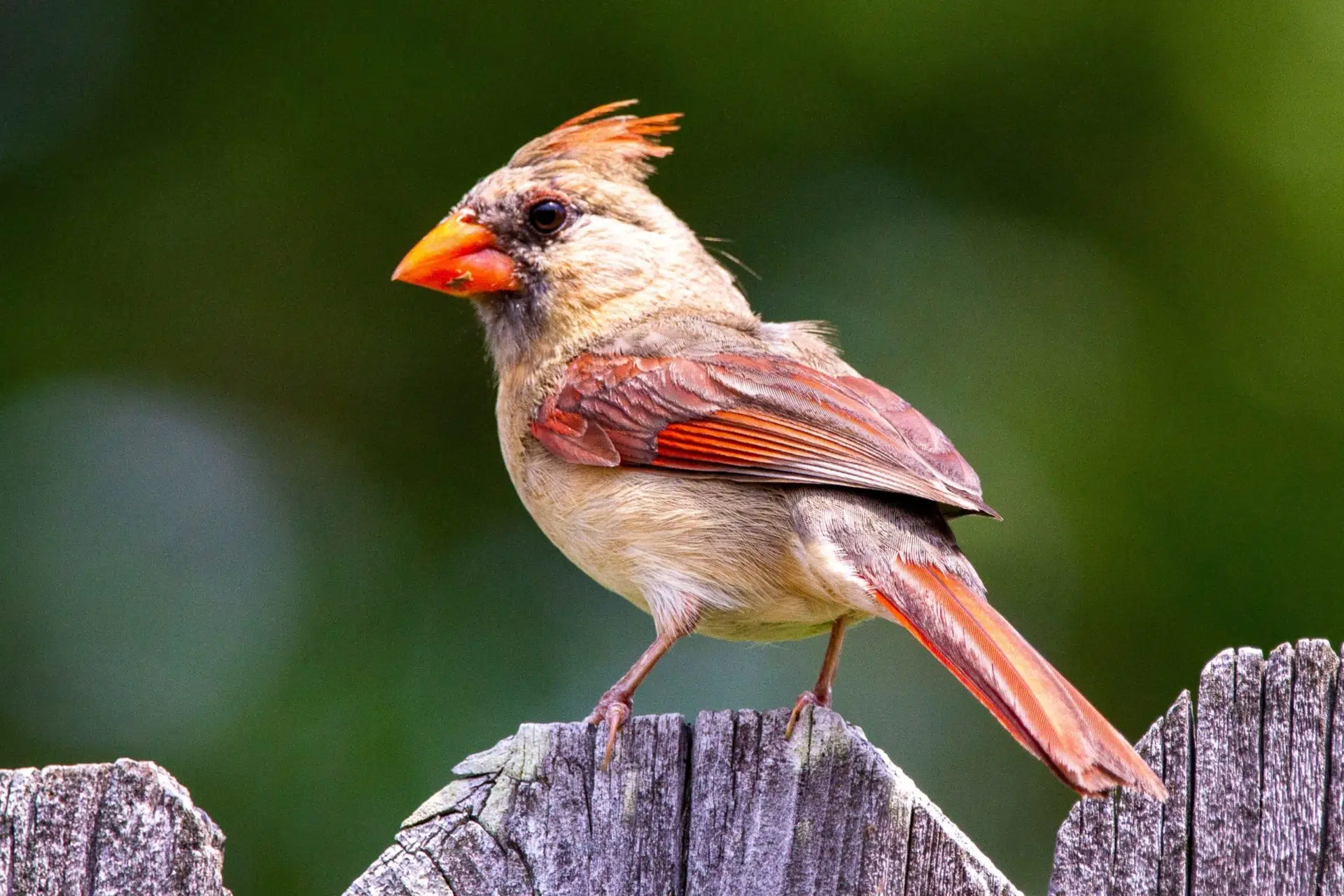 Female Northern Cardinal