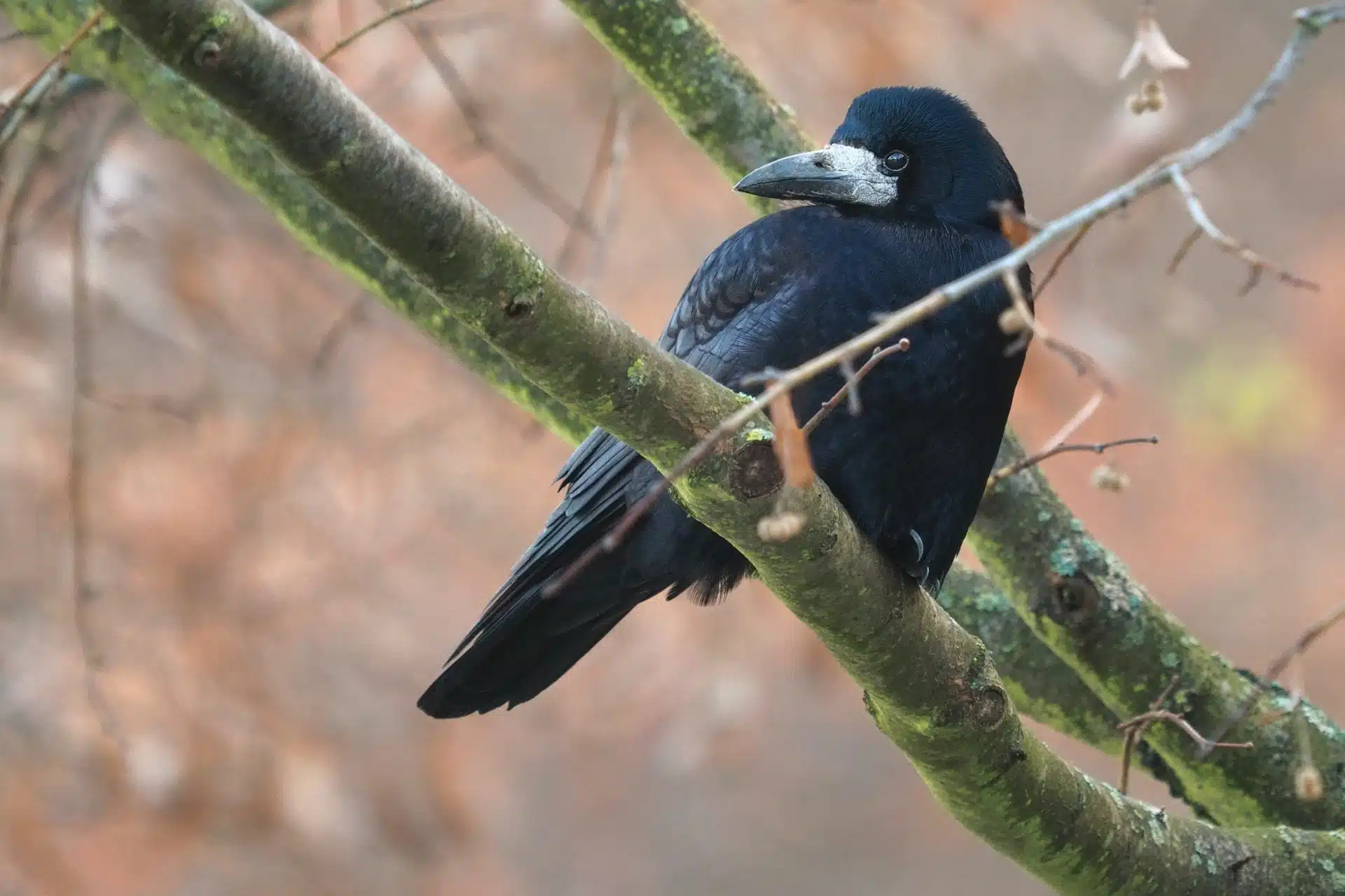 American Crow