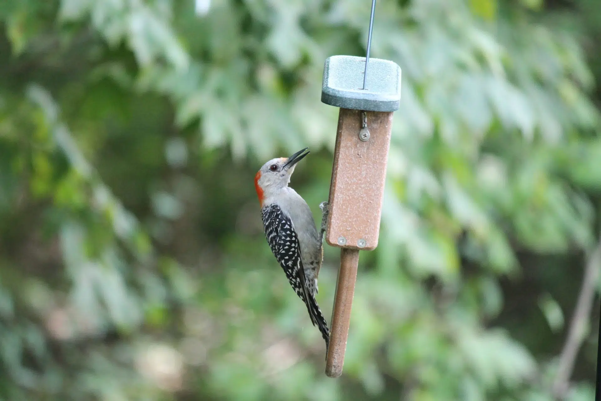 Northern Flicker