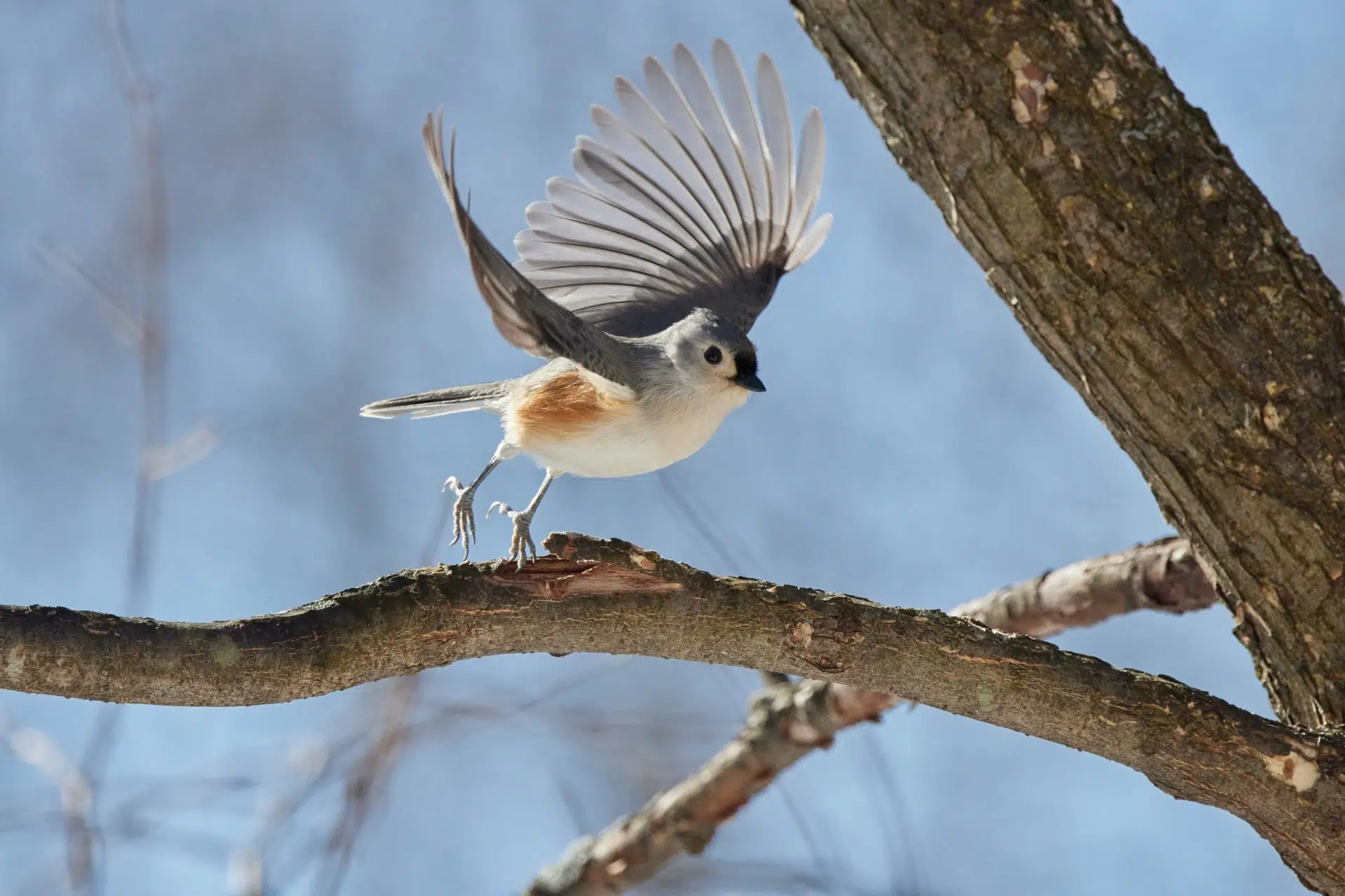 Tufted Titmouse