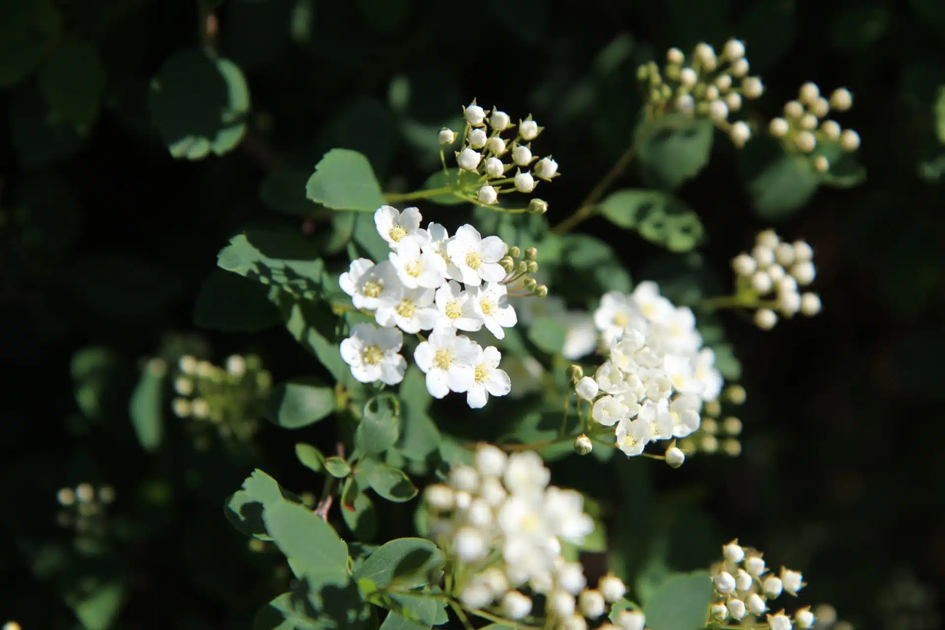 Meadowsweet