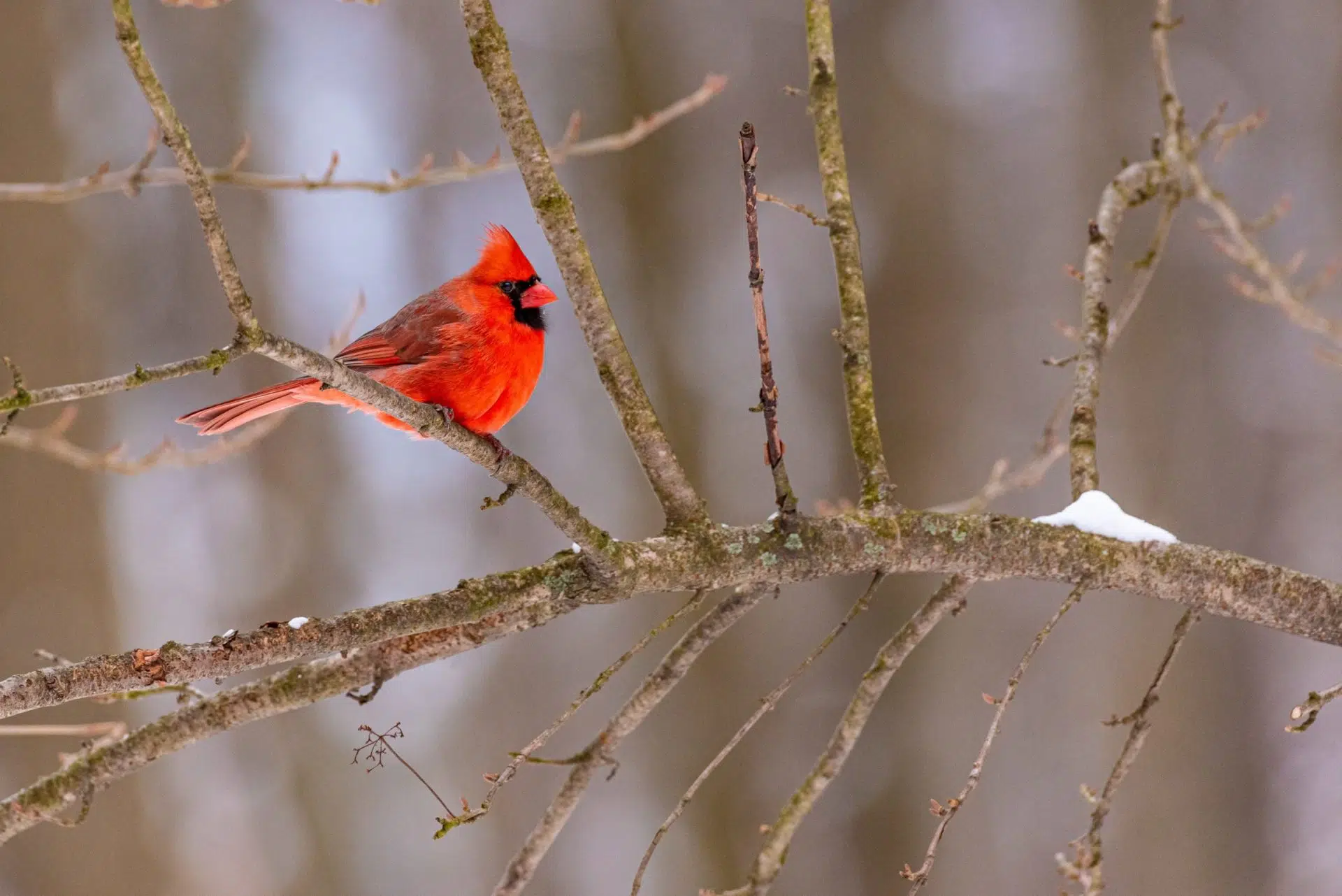 Male Northern Cardinal