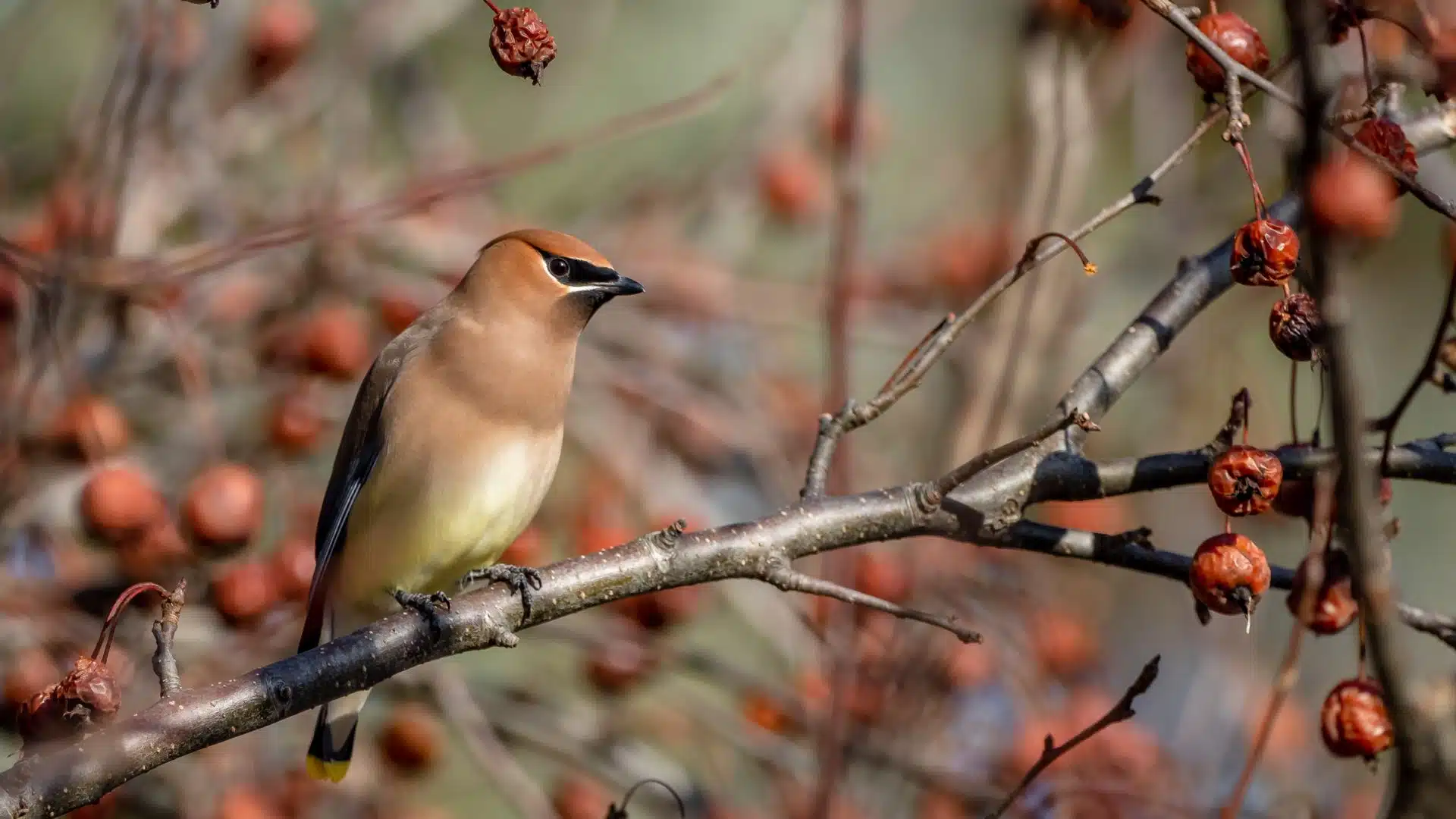 Cedar Waxwing