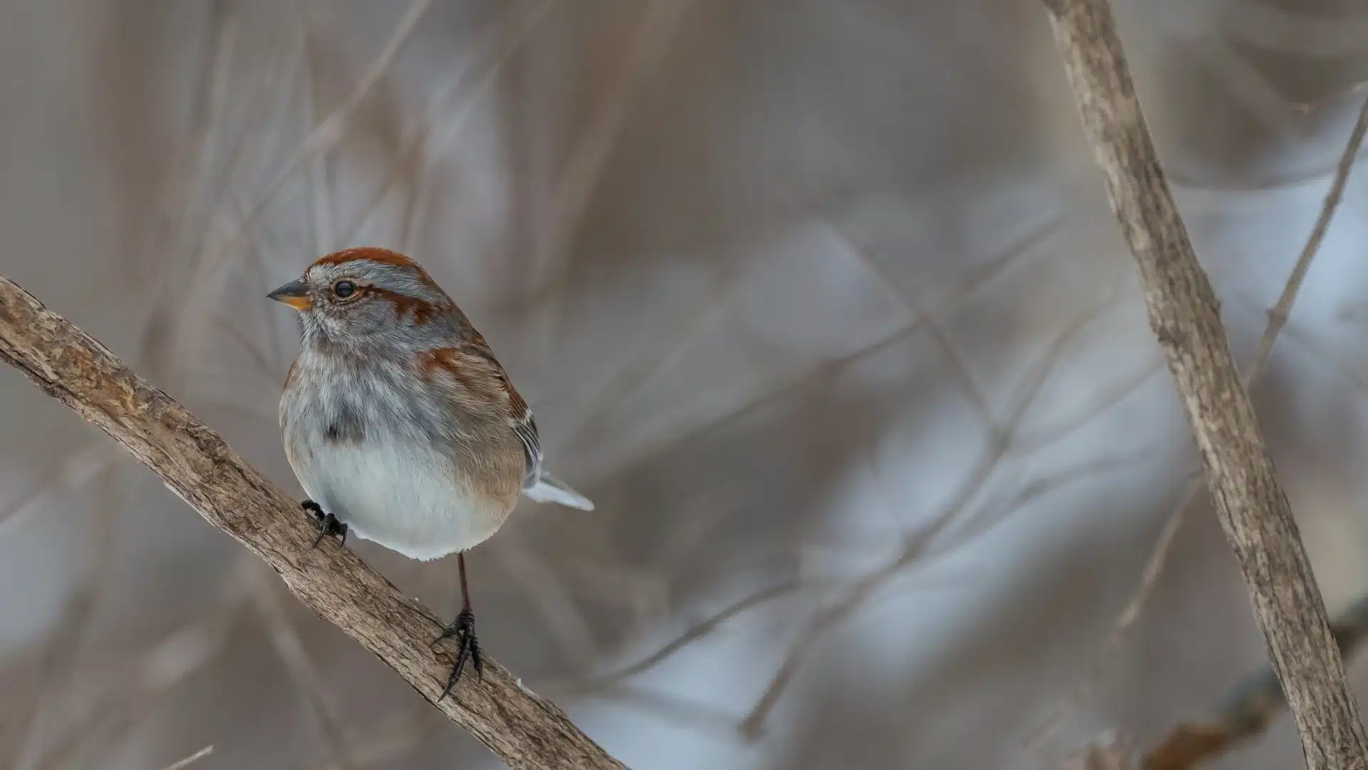 American Tree Sparrow