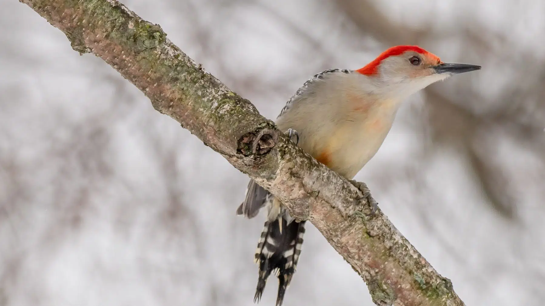 Red-bellied Woodpecker