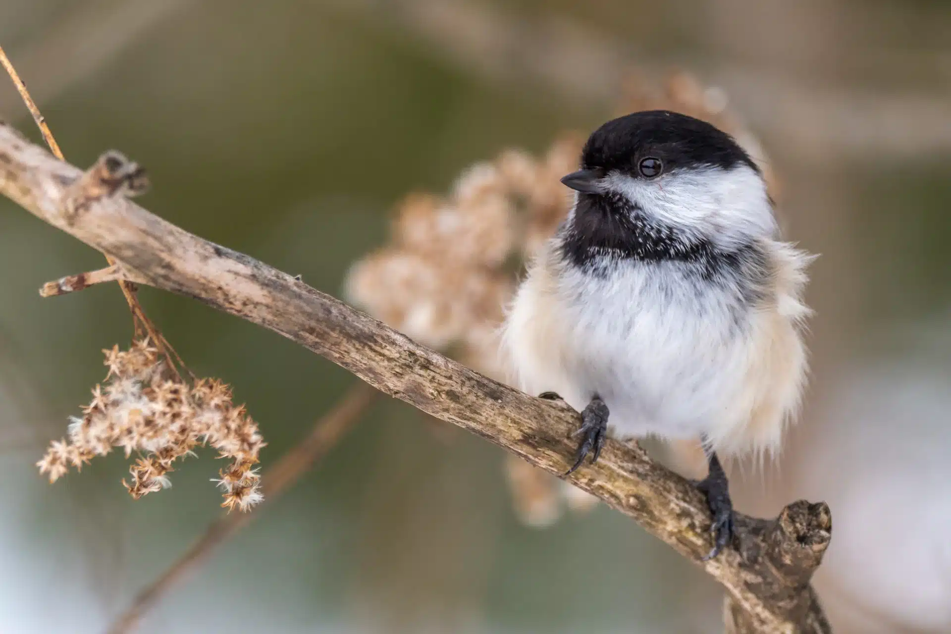 Black-capped chickadee