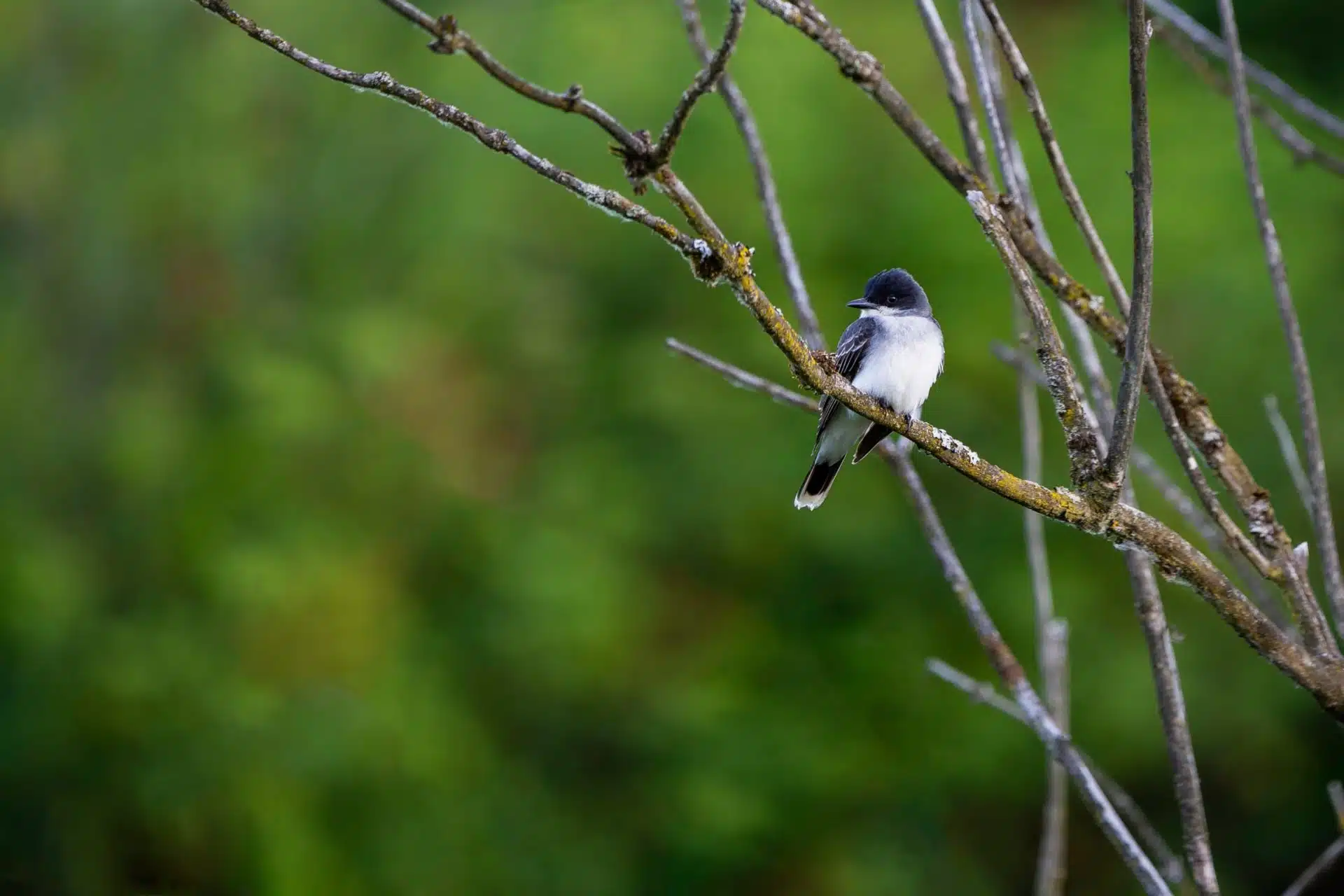 Eastern Kingbird