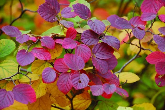 LEGEND OF THE FALL® Fothergilla - Garden Crossings