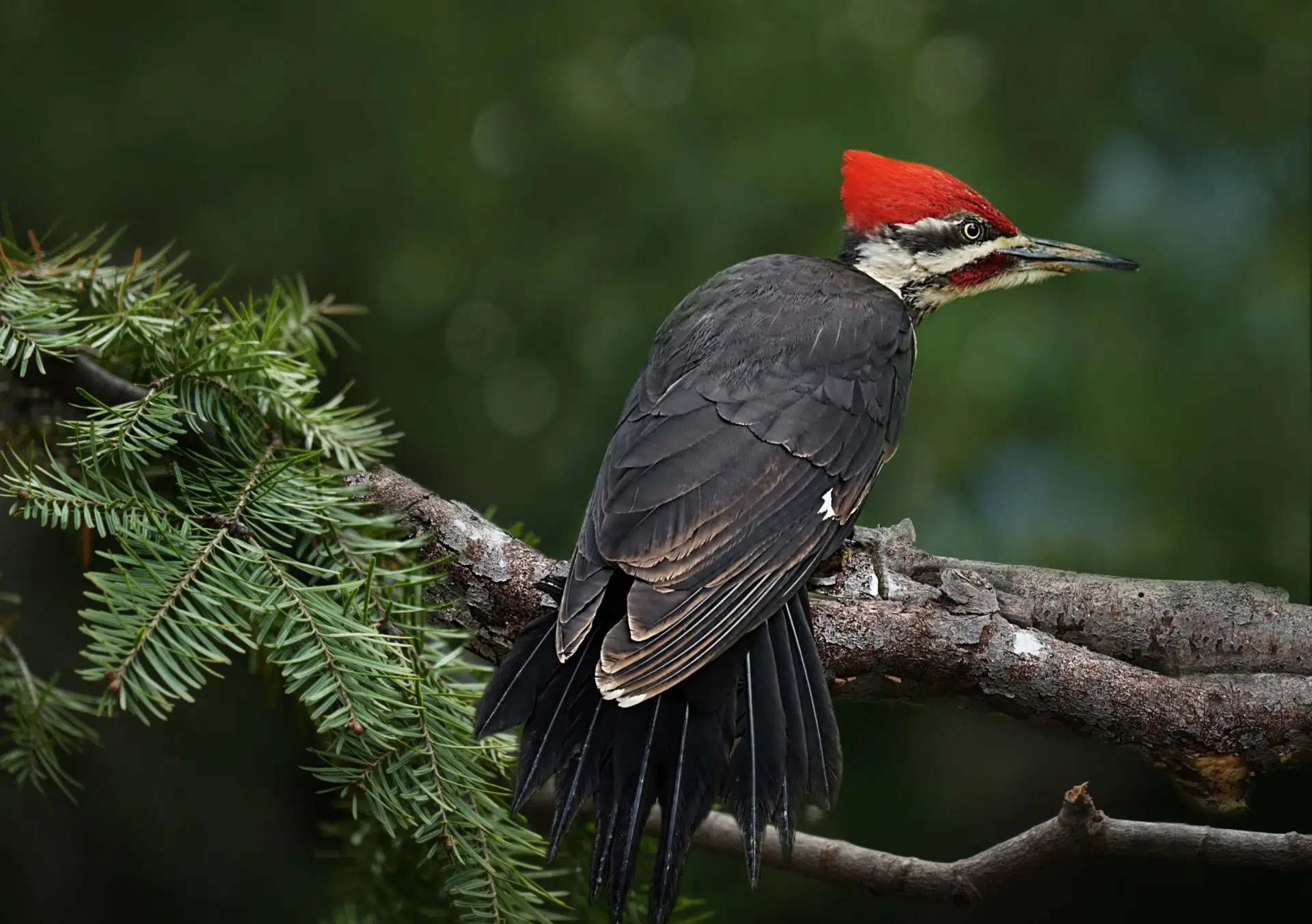 Pileated Woodpecker
