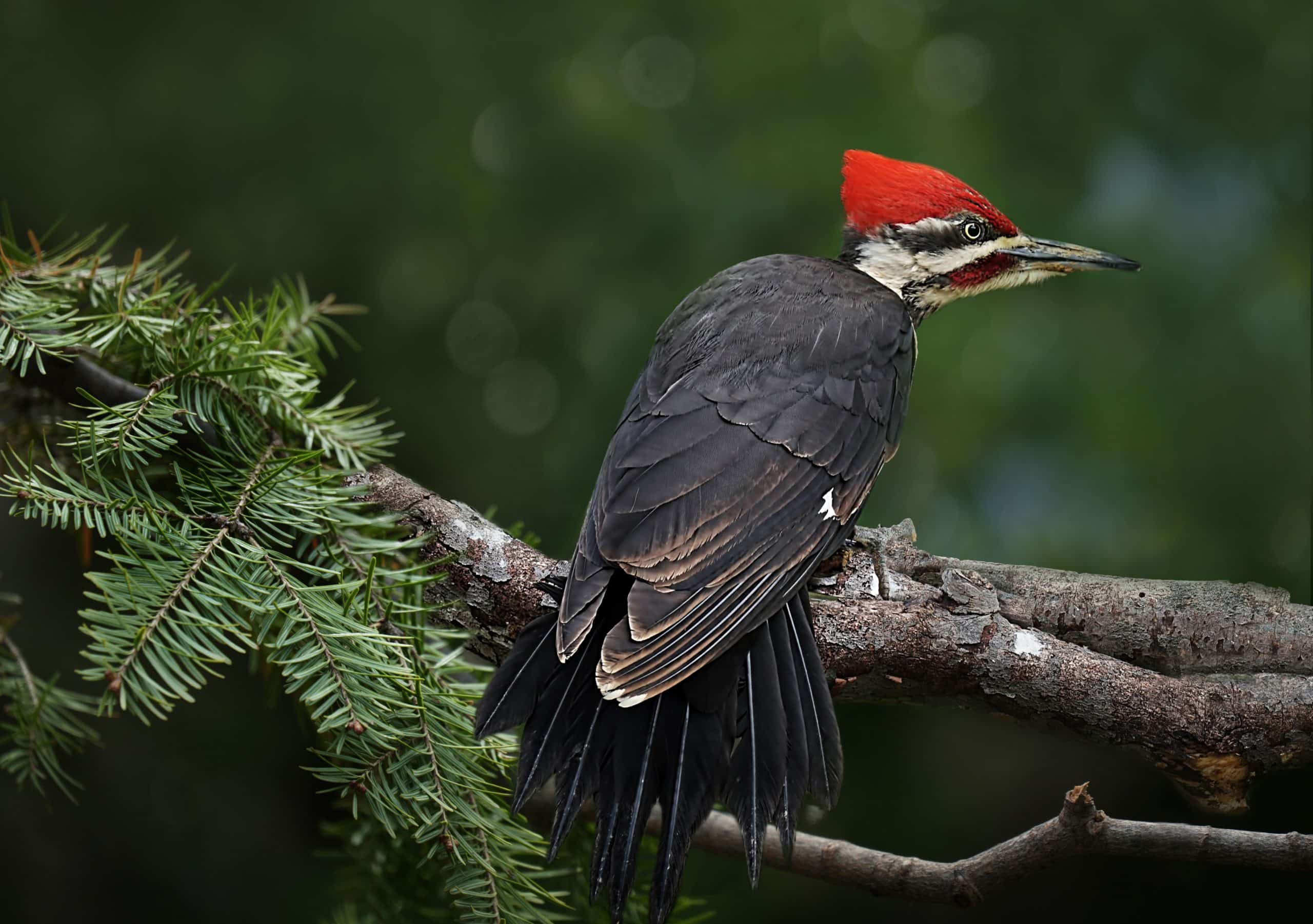 pileated woodpecker wingspan