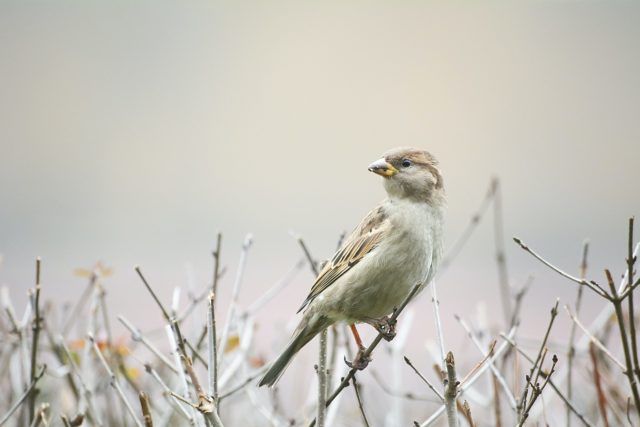 Field Sparrow