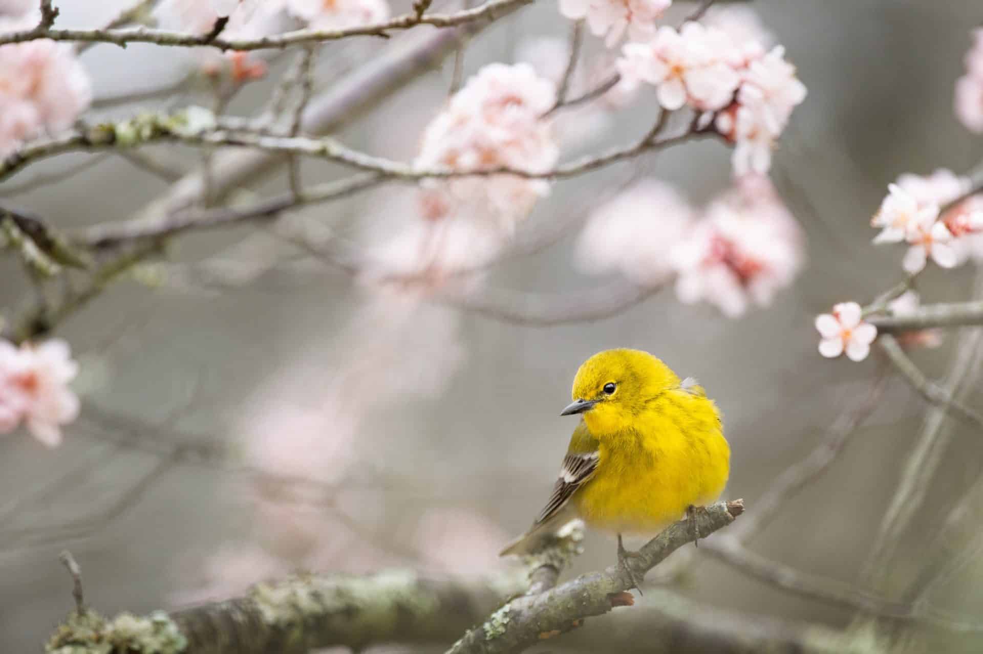 Yellow Warbler