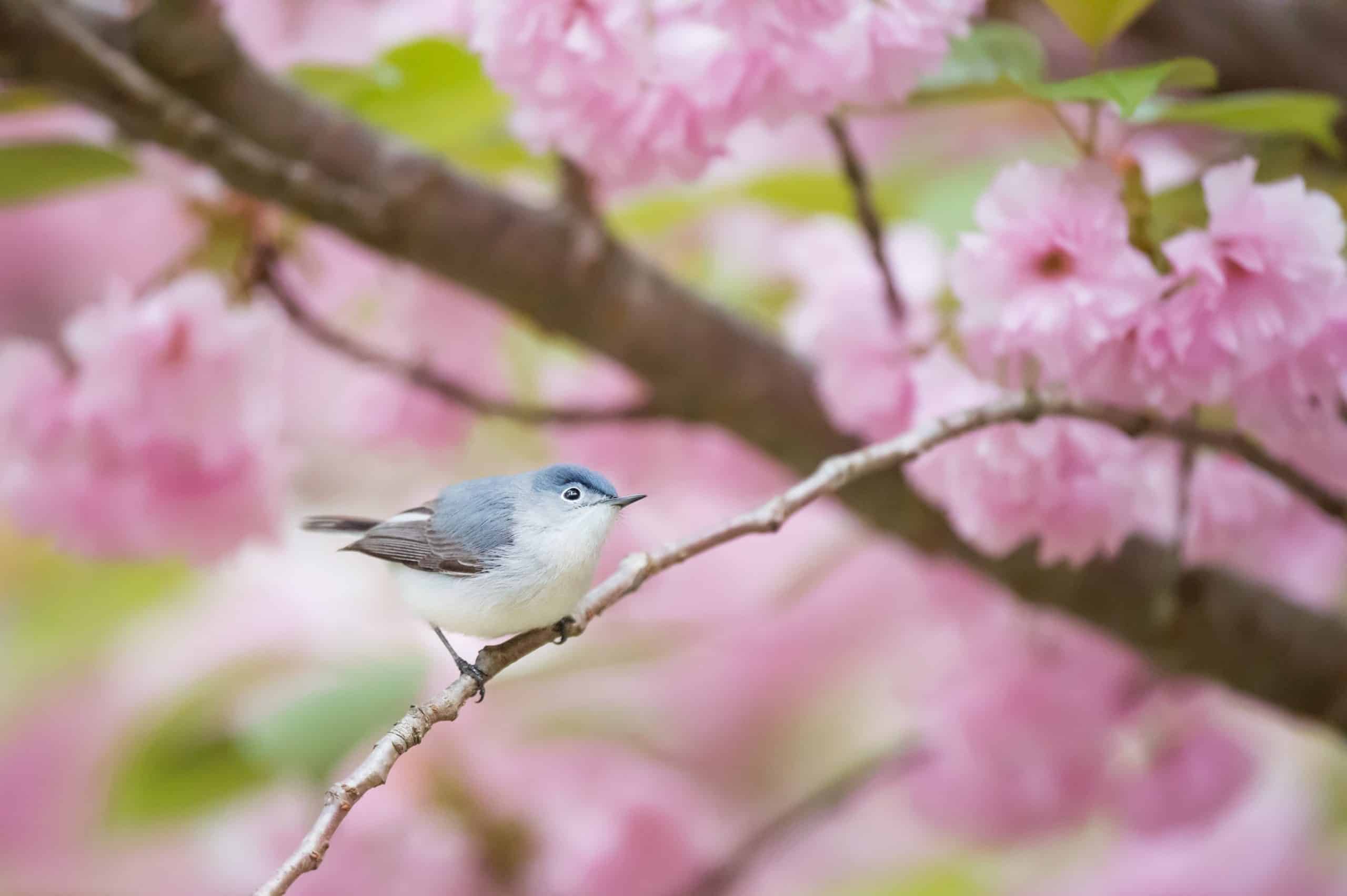 Blue-Gray Gnatcatcher, Nature of the Lake