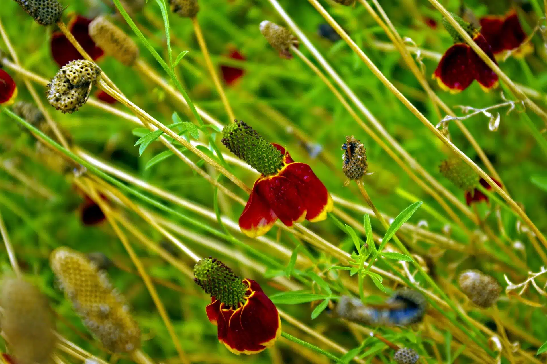 Prairie coneflower