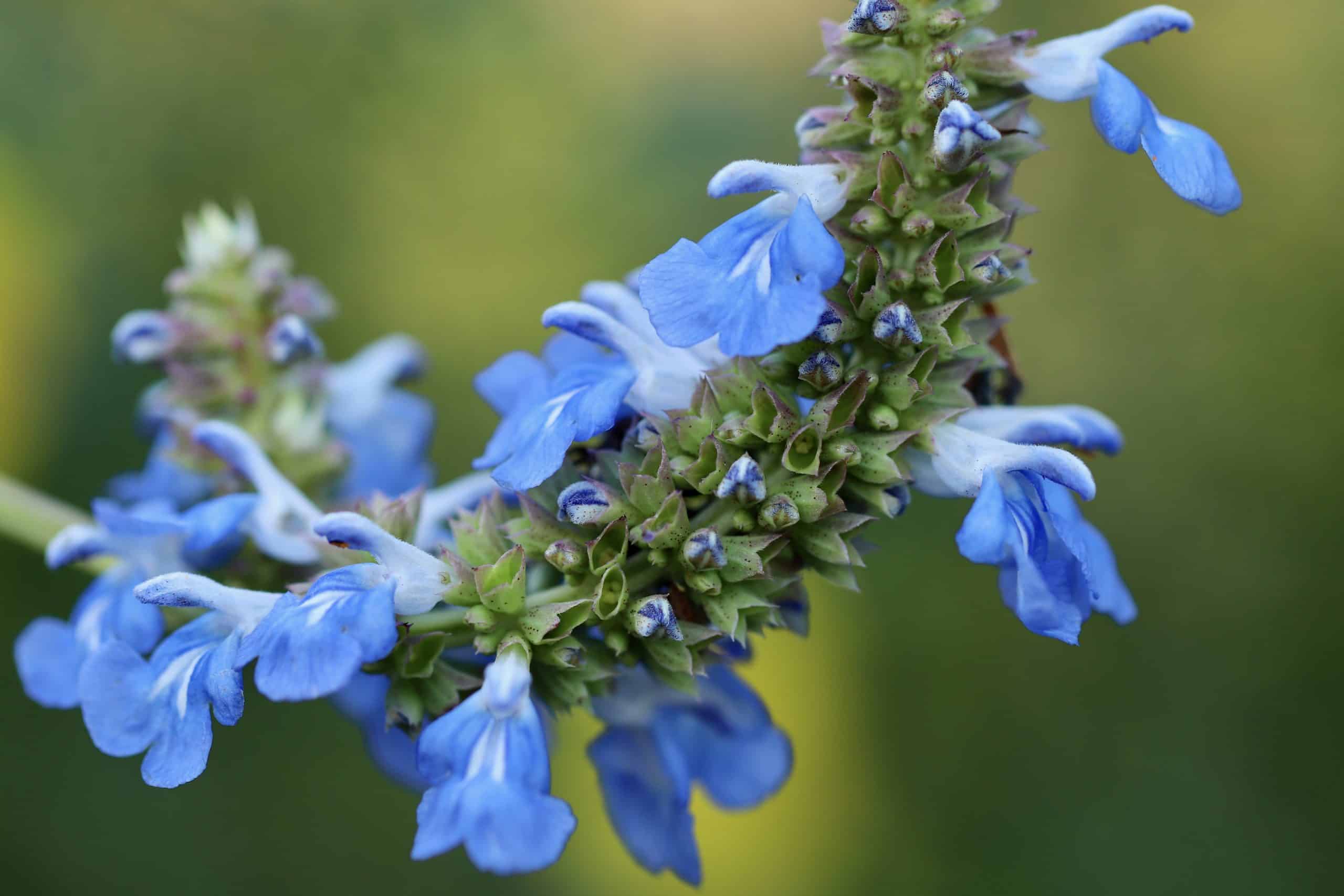 Blue sage
