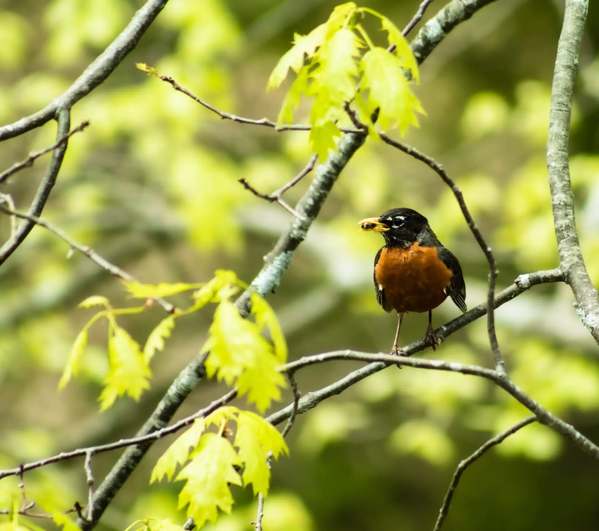 American Robin