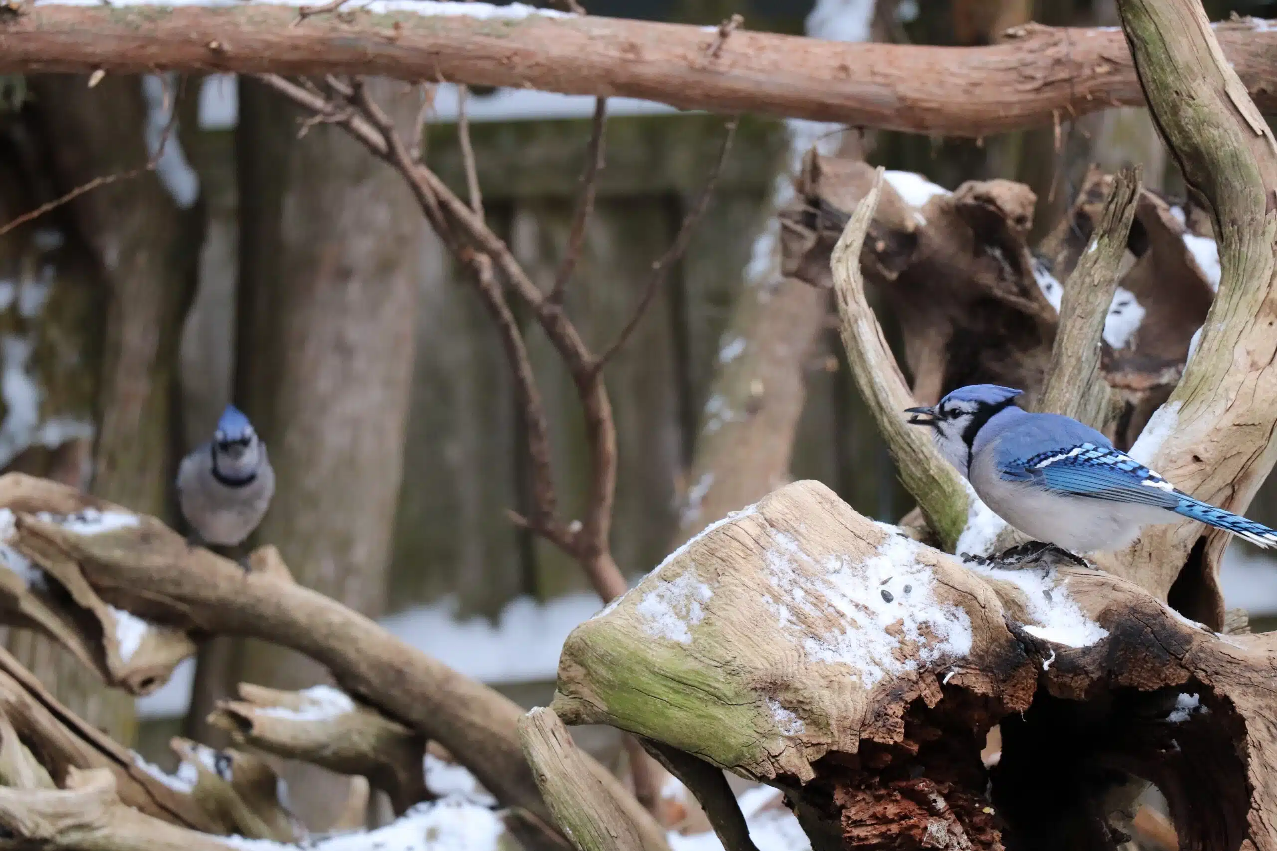 Blue Jay