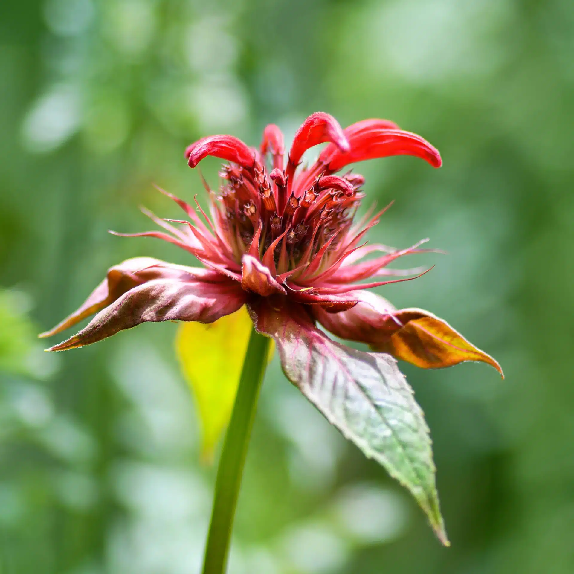 Scarlet beebalm