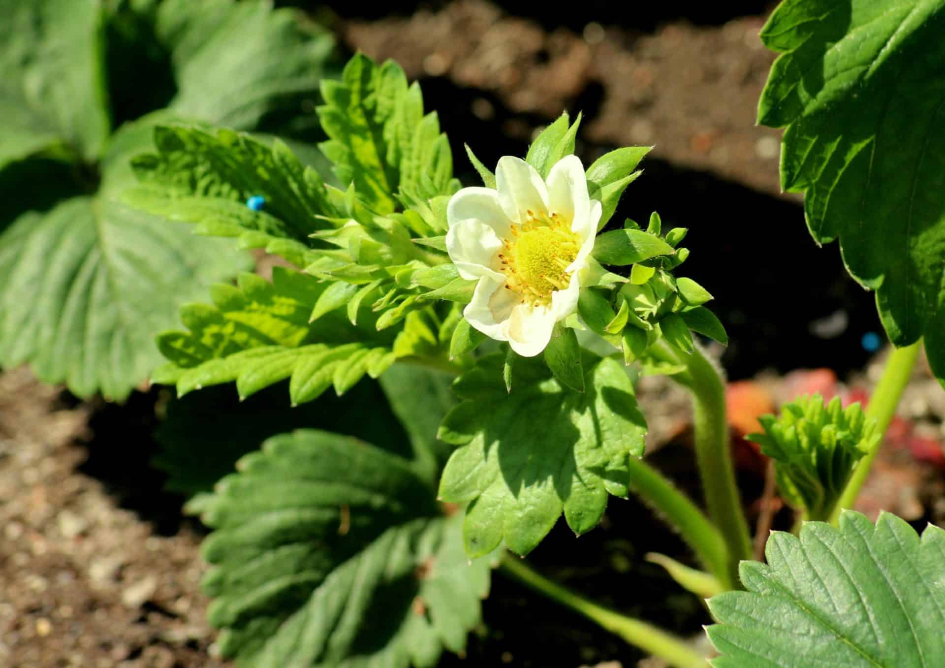Strawberry bush