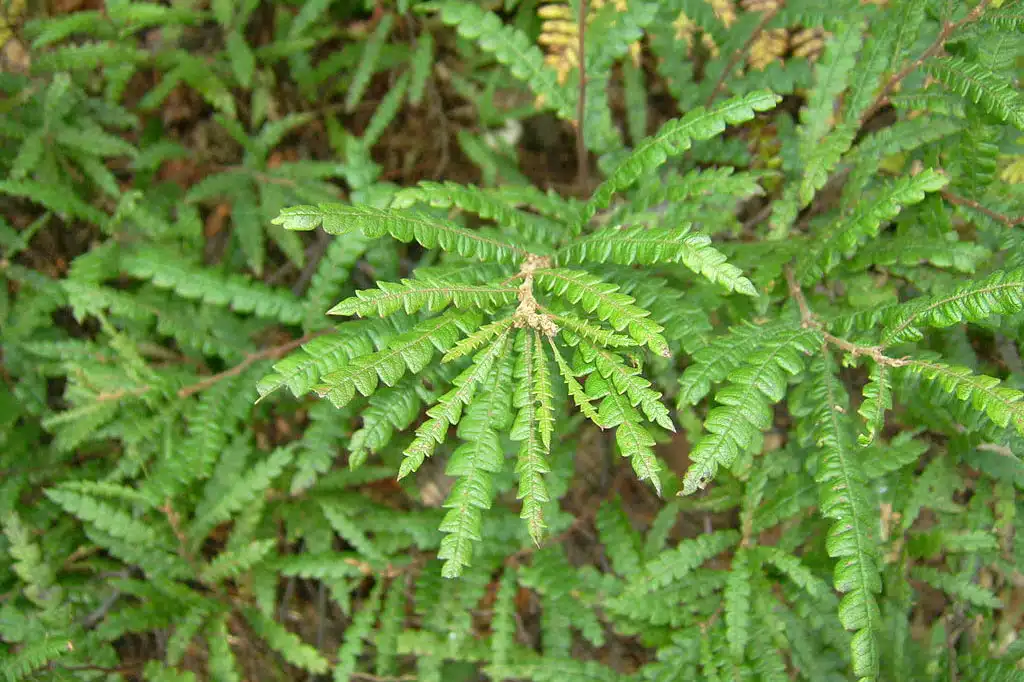 Sweetfern