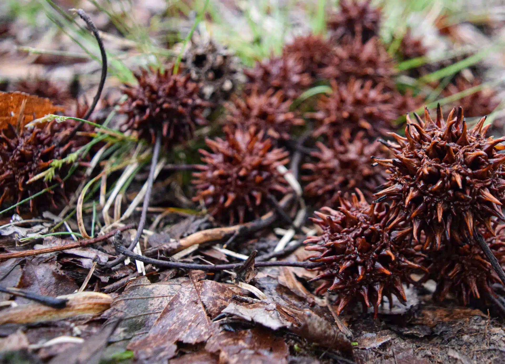 Sweetgum’s spiky seed capsules are considered a nuisance to many property owners