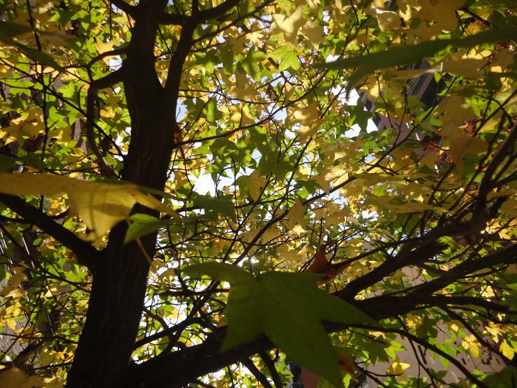 Great Lakes, Great Trees