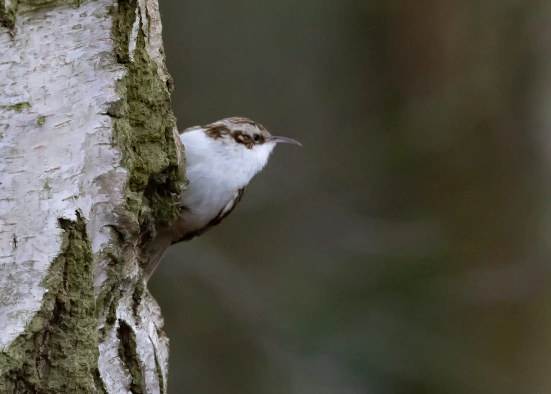 Brown Creeper