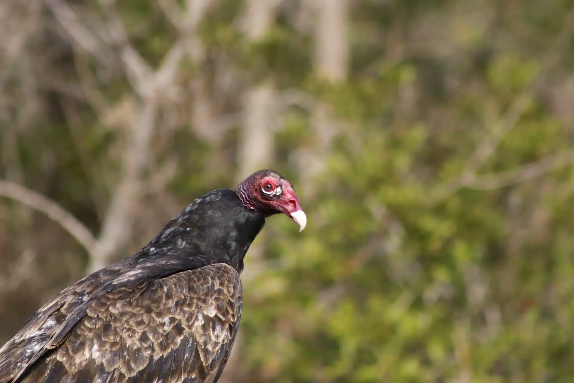 Turkey Vulture