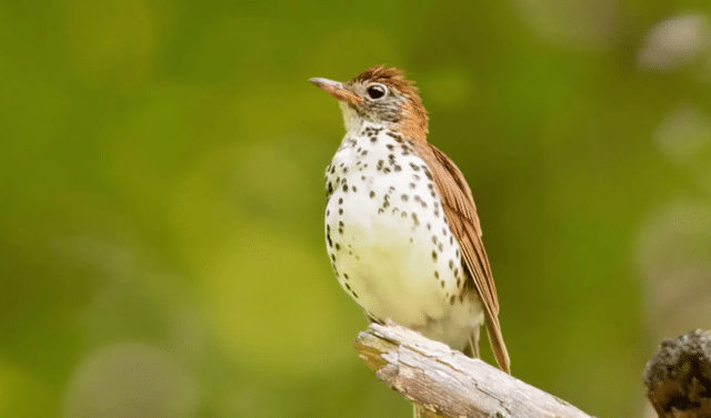 Wood Thrush