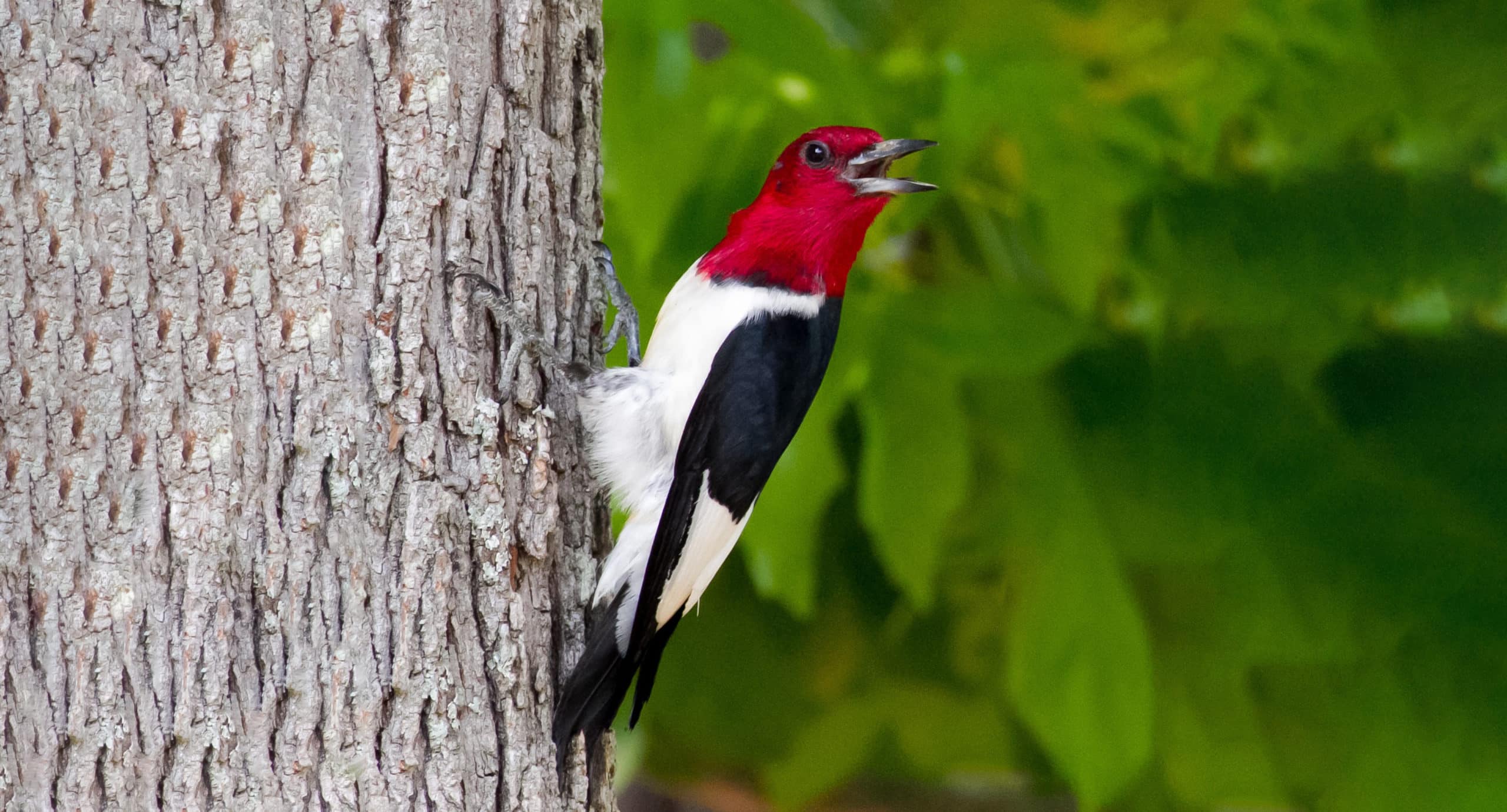 Red Headed Woodpecker HF G   Woodpecker 215057 Scaled 1 