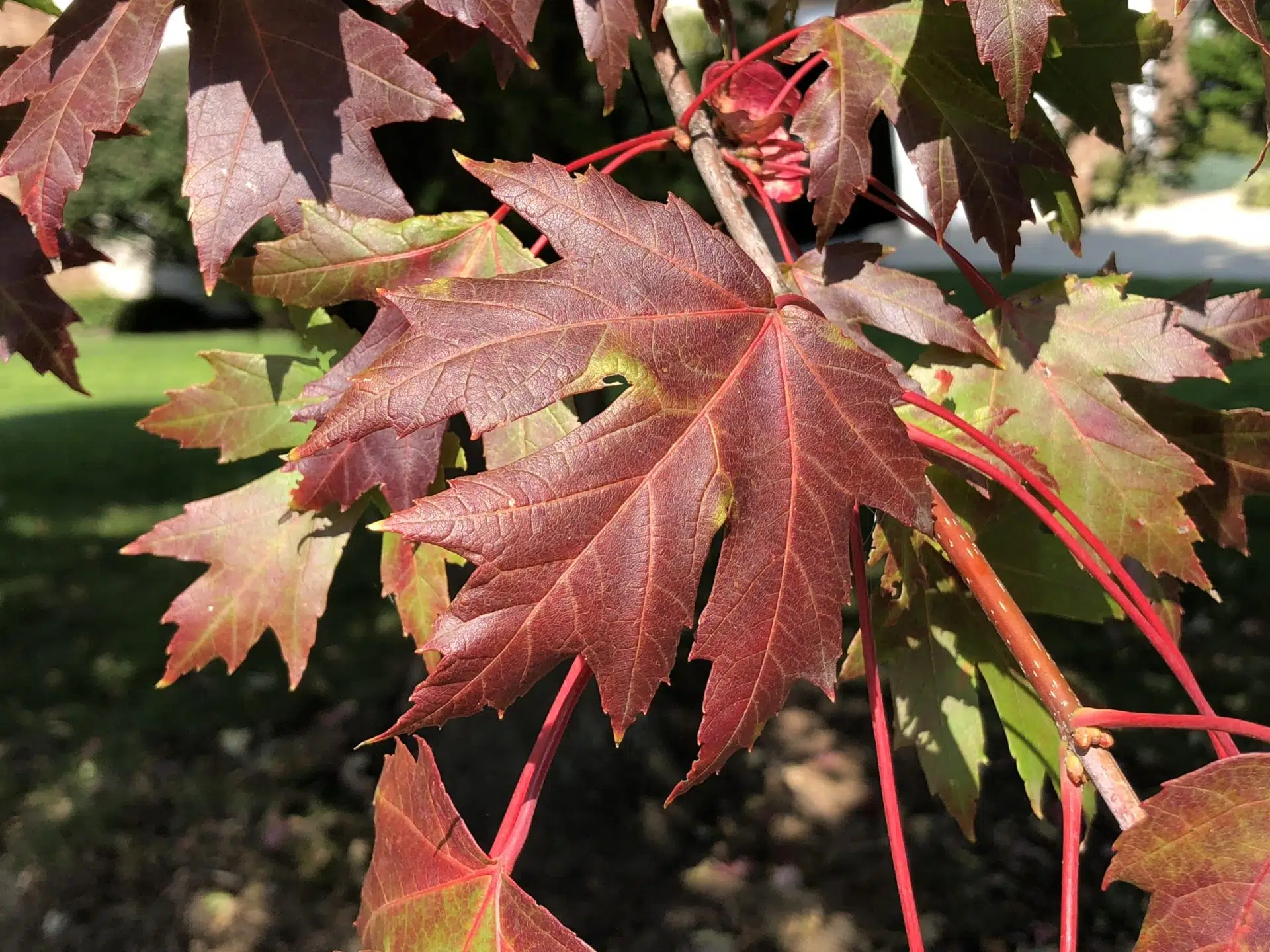 Freeman Maple