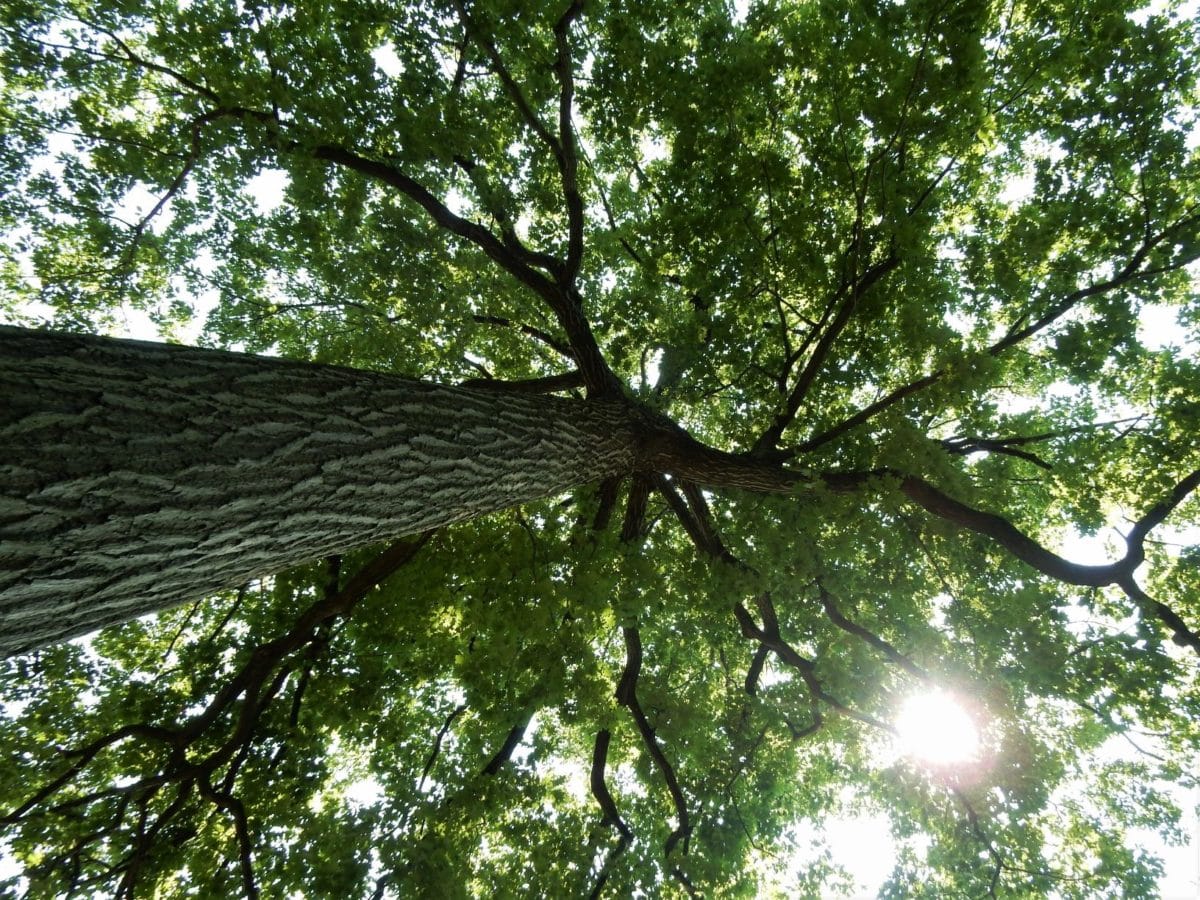 Ginko Biloba » Holden Forests & Gardens