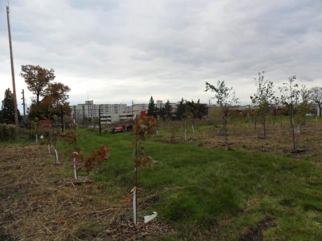 Soil ecology of urban environments