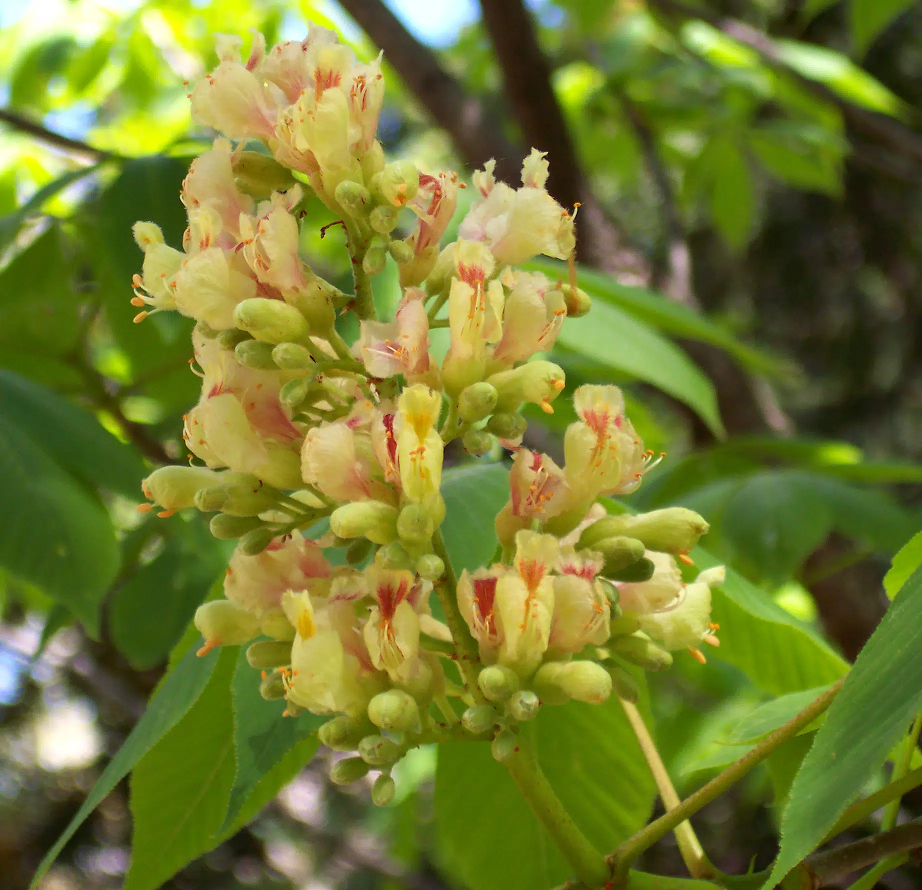 Yellow Buckeye