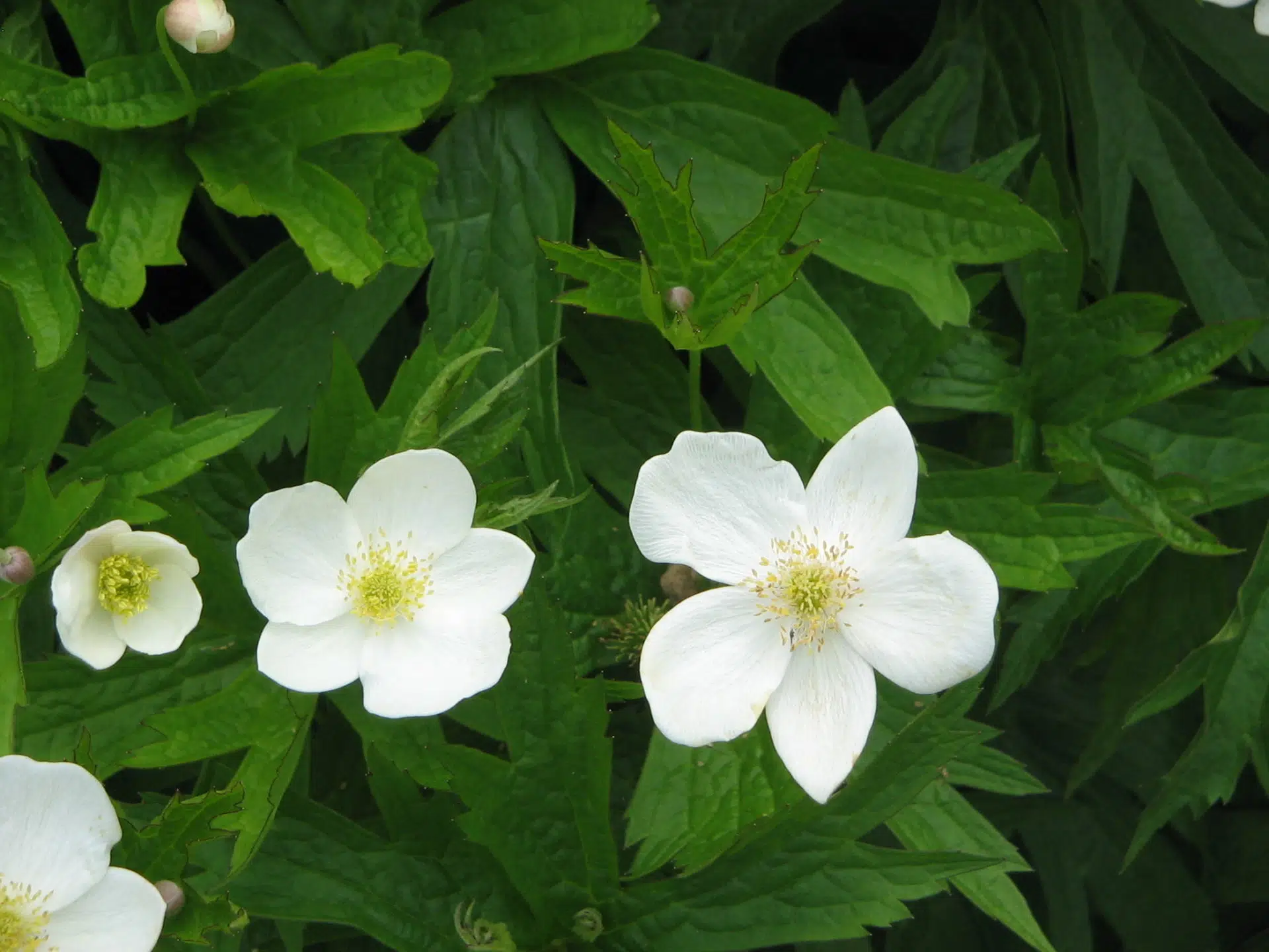 Anemone canadensis