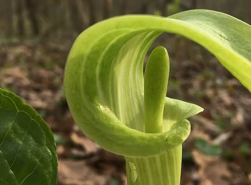 Arisaema triphyllum