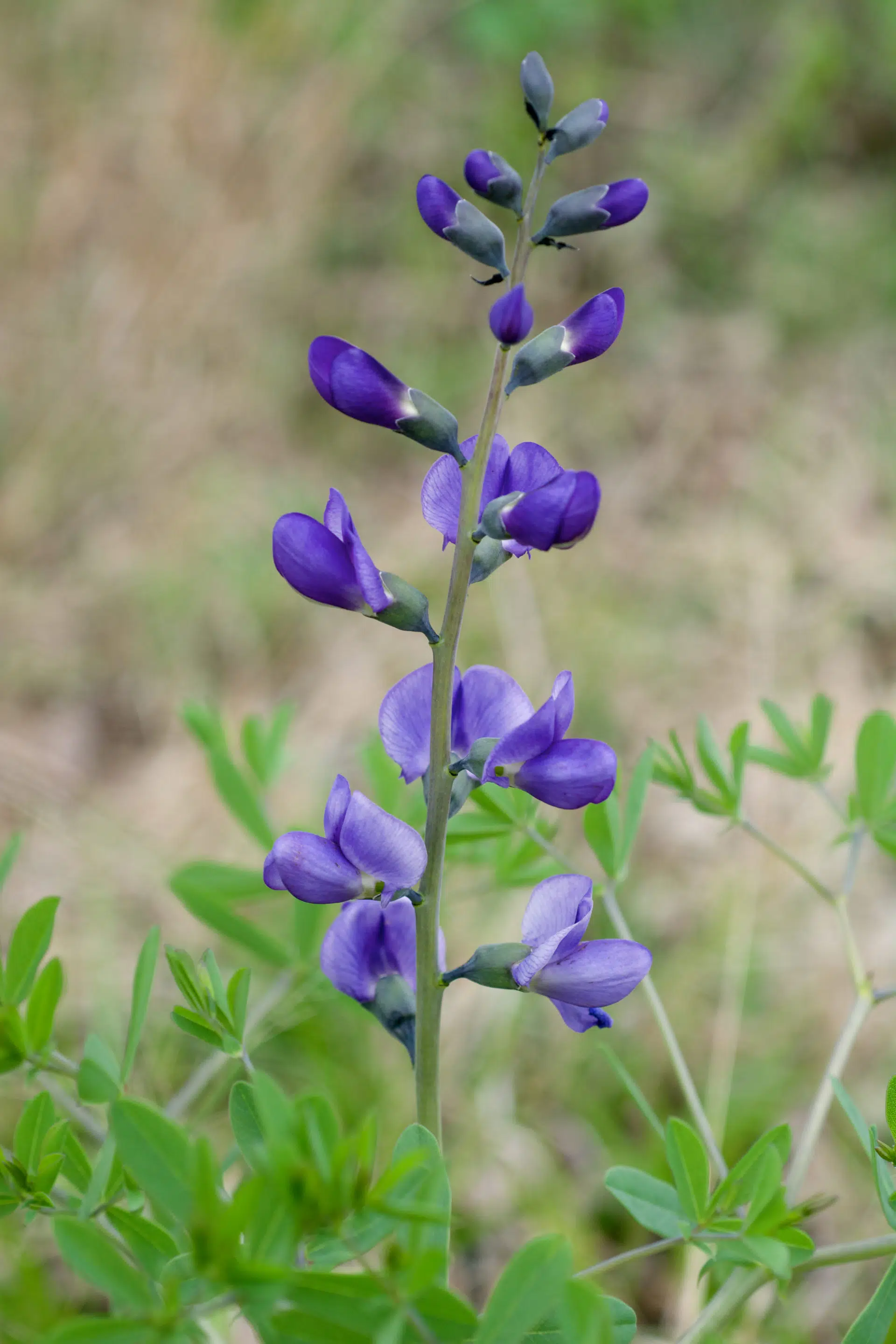 Blue false indigo