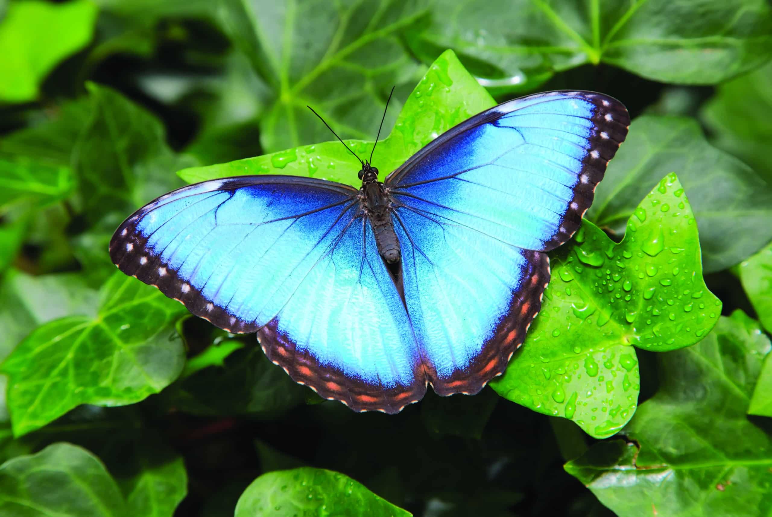 teal butterfly