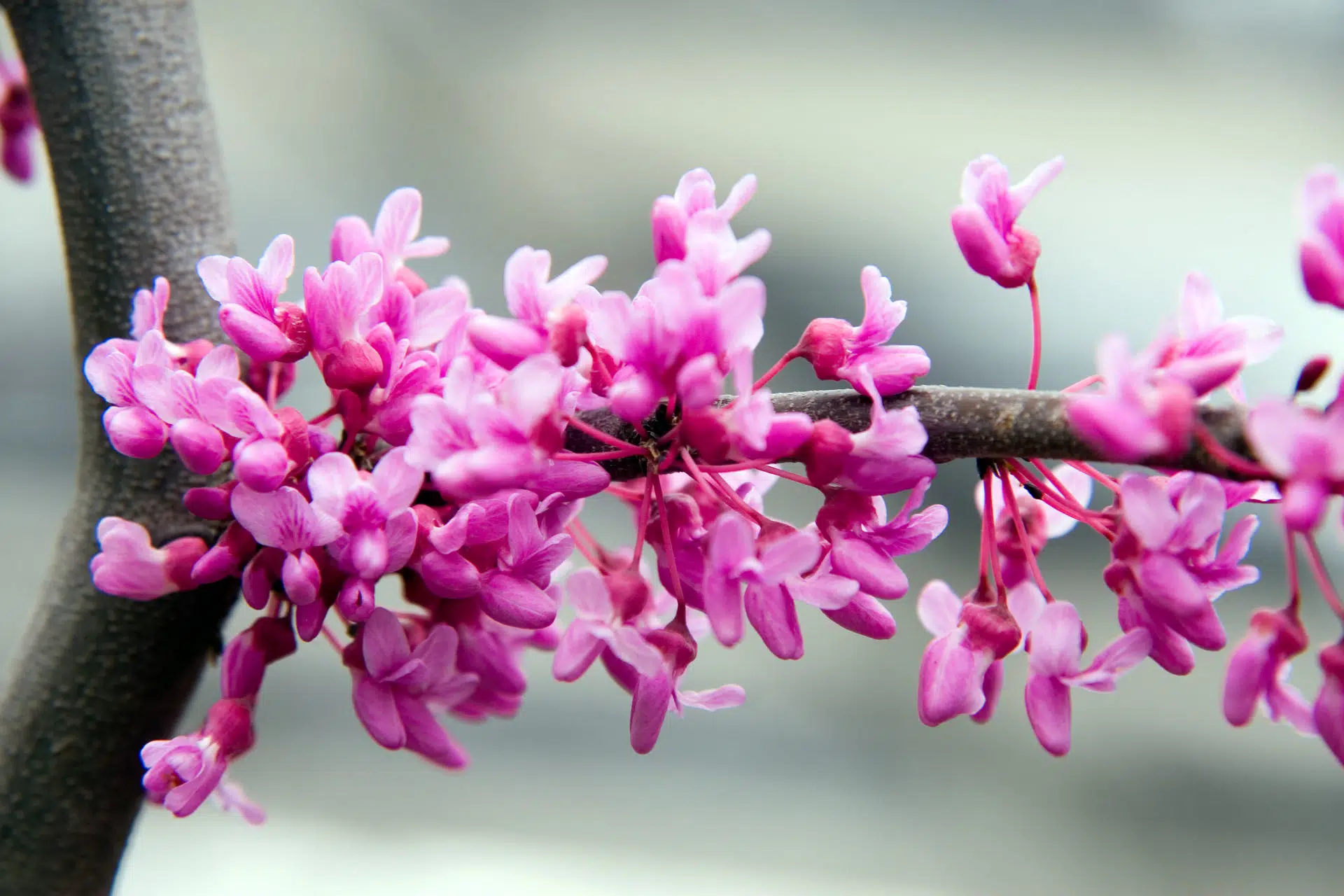 Weeping redbud