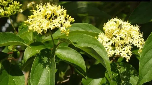 Grey dogwood